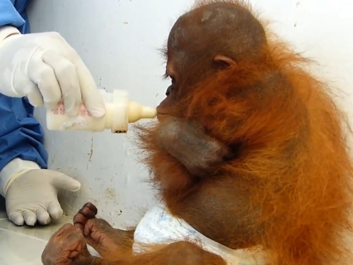 Video shows baby orangutan traumatised by years in captivity