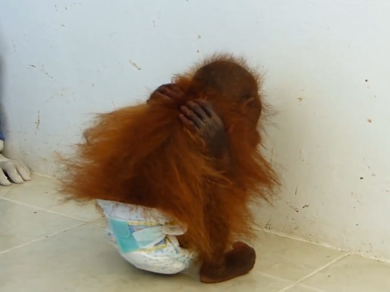 Video shows baby orangutan traumatised by years in captivity