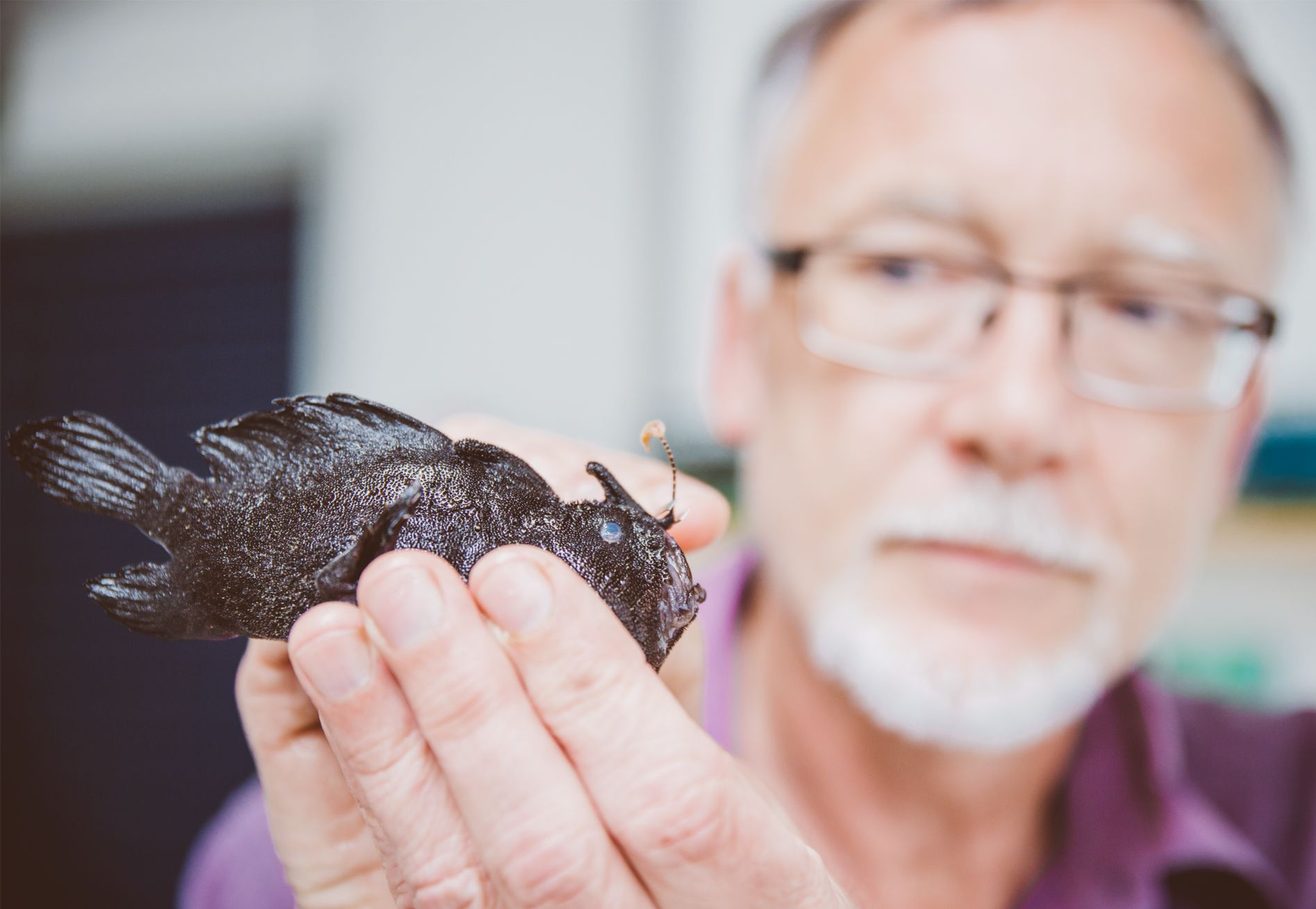 Museum Collection Manager Andrew Stewart inspects the strange fish (Pic: Museum of New Zealand Te Papa Tongarewa)