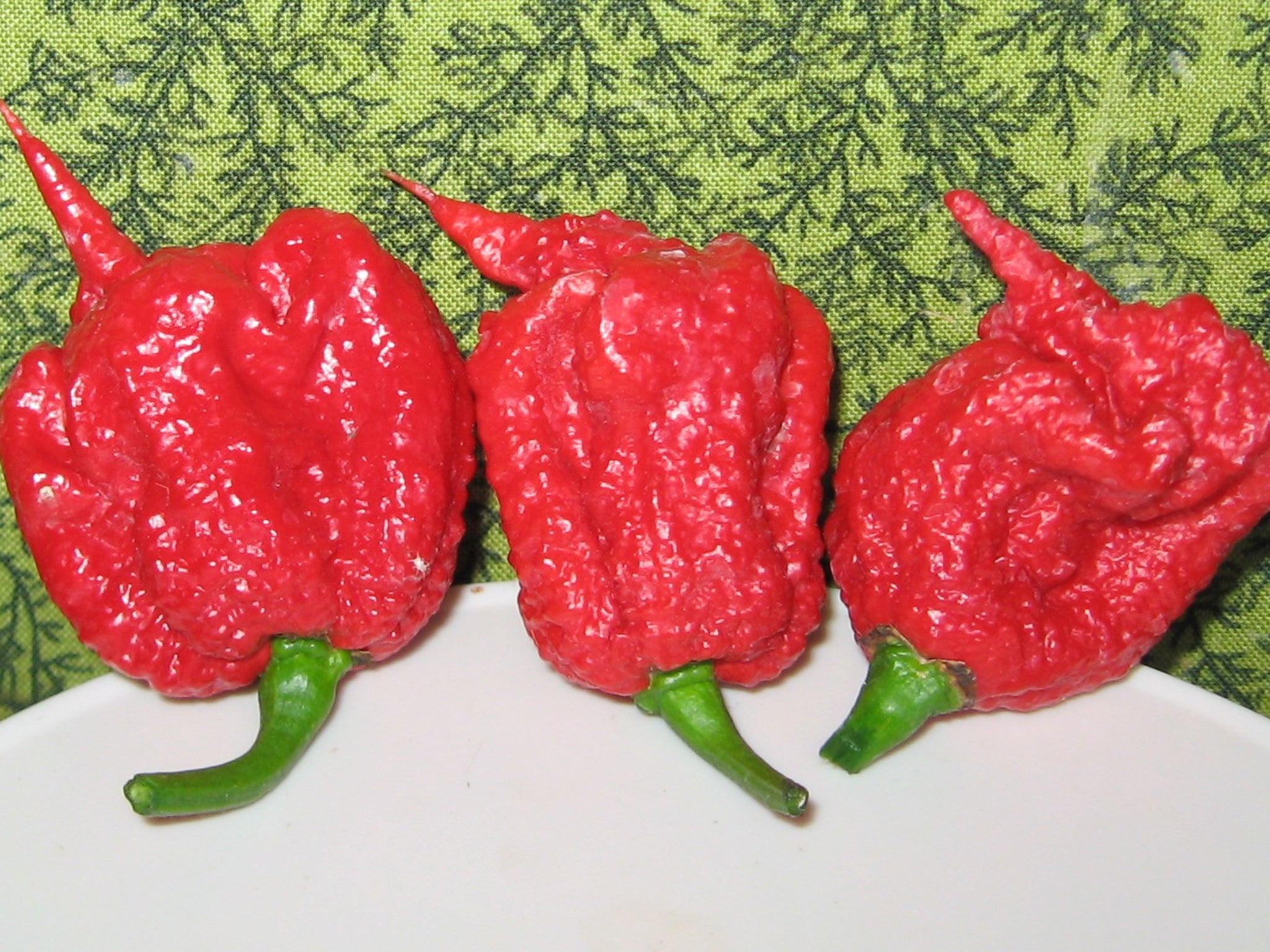 The Carolina Reaper is the world's spiciest chilli