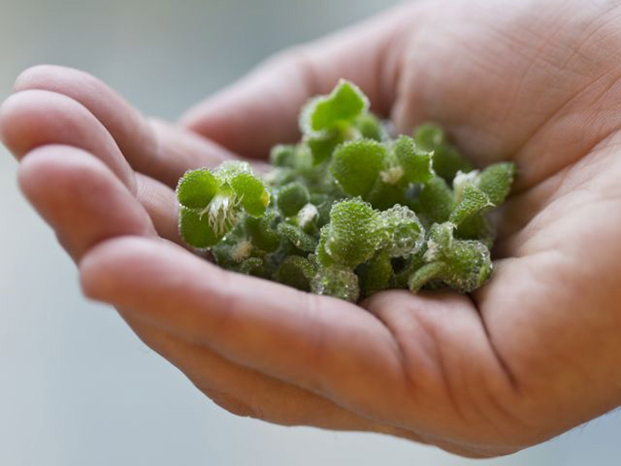 Koppert Cress’s sparkling BlinQ Blossom (Tom Moggach)