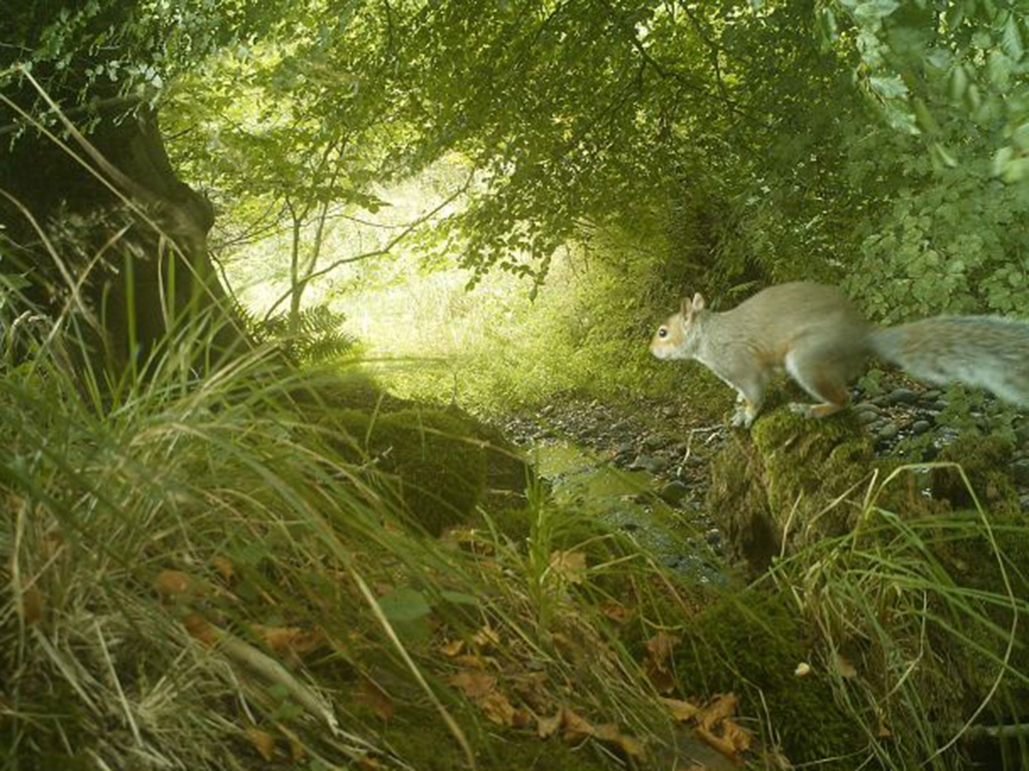 The grey squirrel caught on camera at the House of Dun