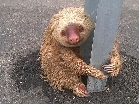 The sloth was returned safely to its habitat after it was checked by a vet