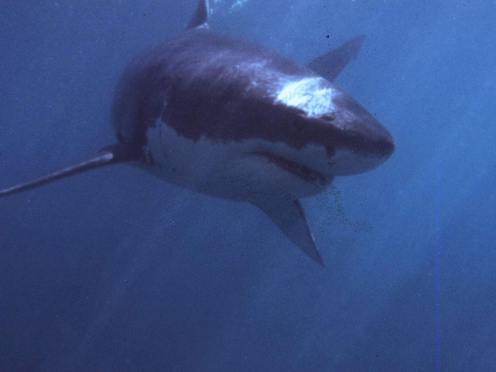 A shark swims off the coast of South Africa