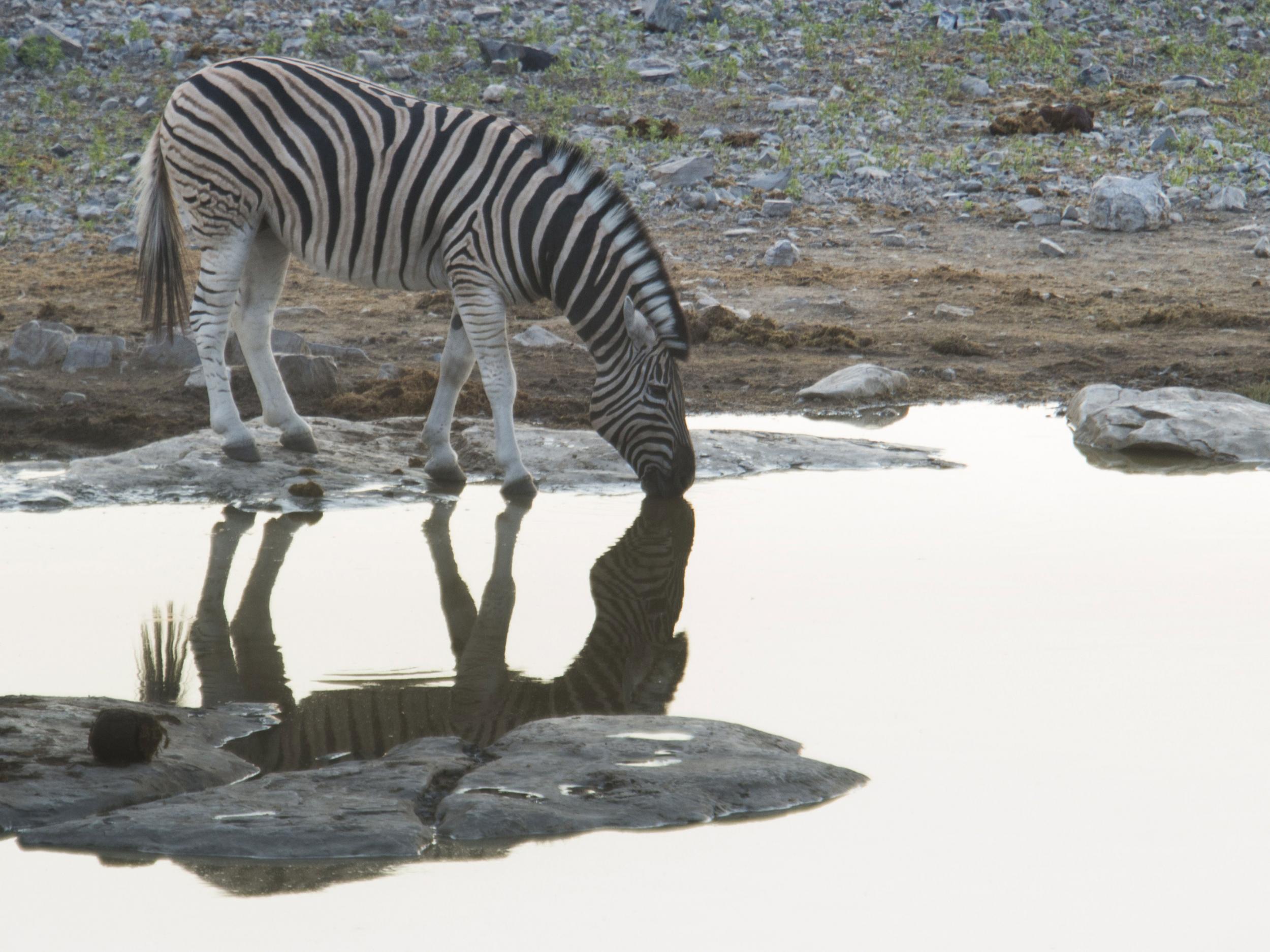 A zebra is pictured at a waterhole