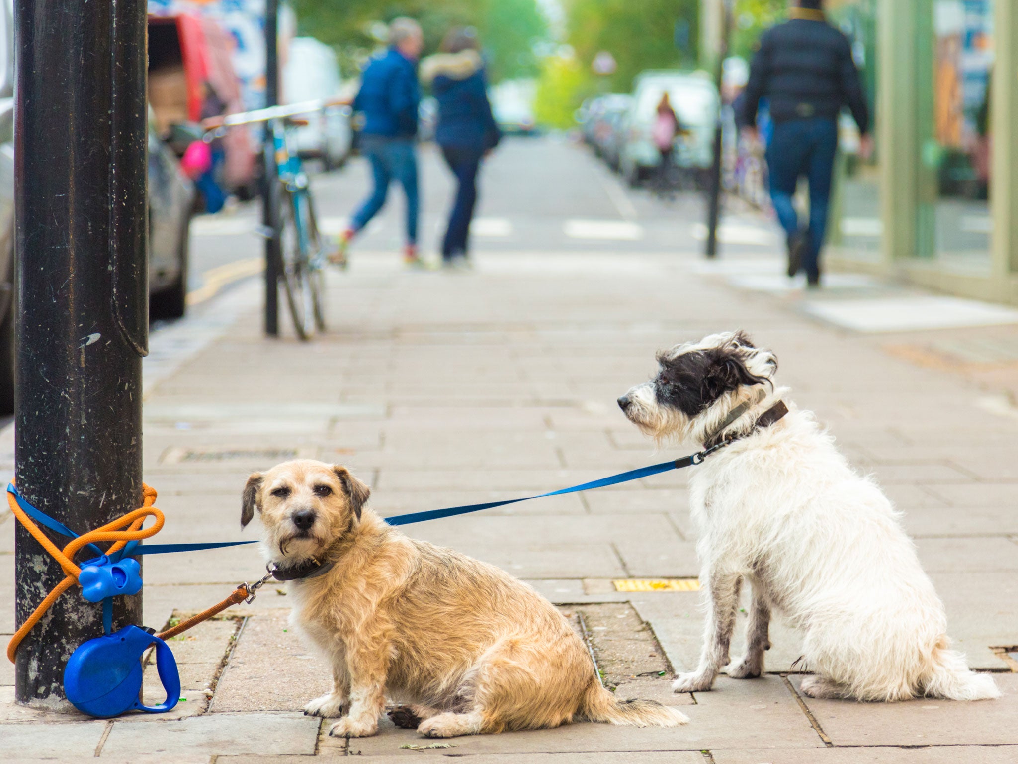 The Springwatch presenter said his pets are 'the most important organisms on the planet'