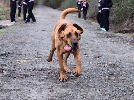 Ludivane the two-and-a-half year old bloodhound Facebook