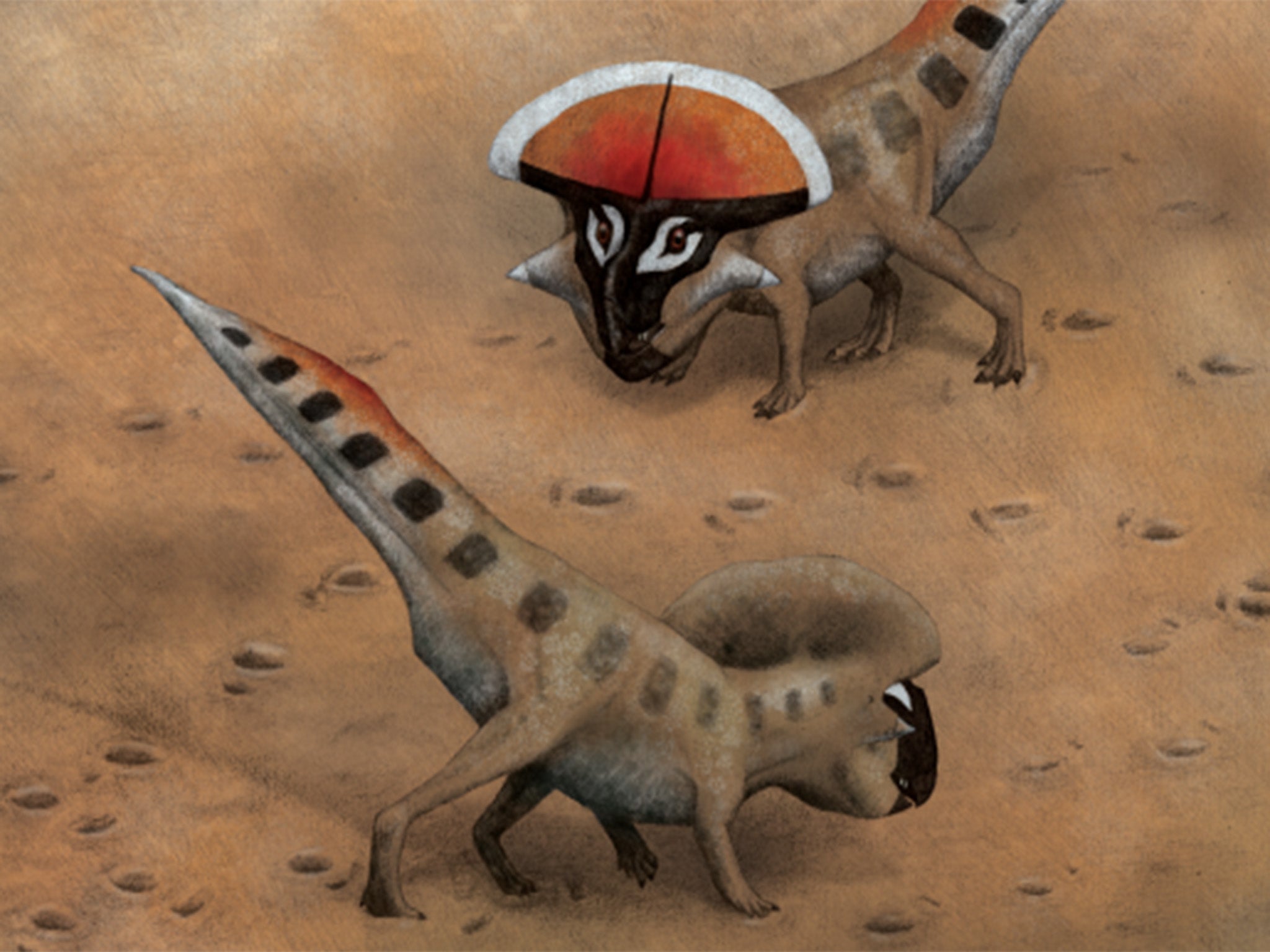 This is a life restoration of adult Protoceratops andrewsi in the foreground engaging in speculative display postures.