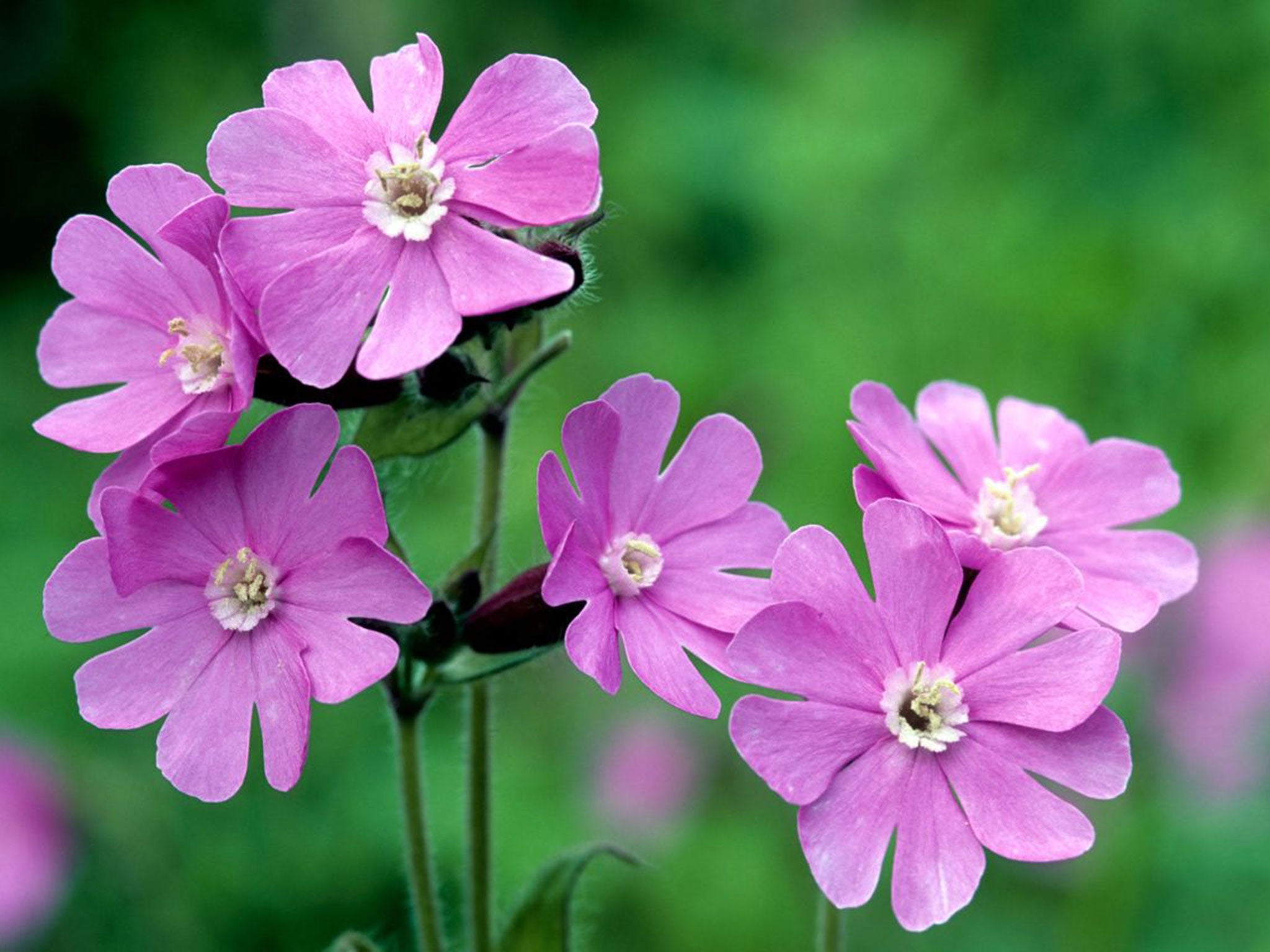 Red campion (Silene dioica) was unusually in bloom on New Year’s Day, 2016