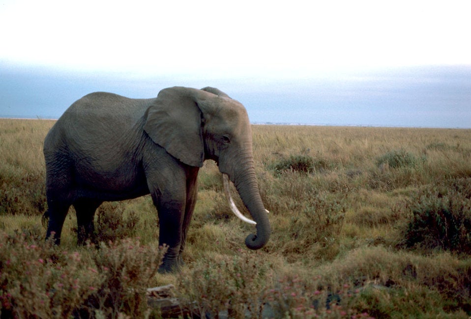 An African elephant