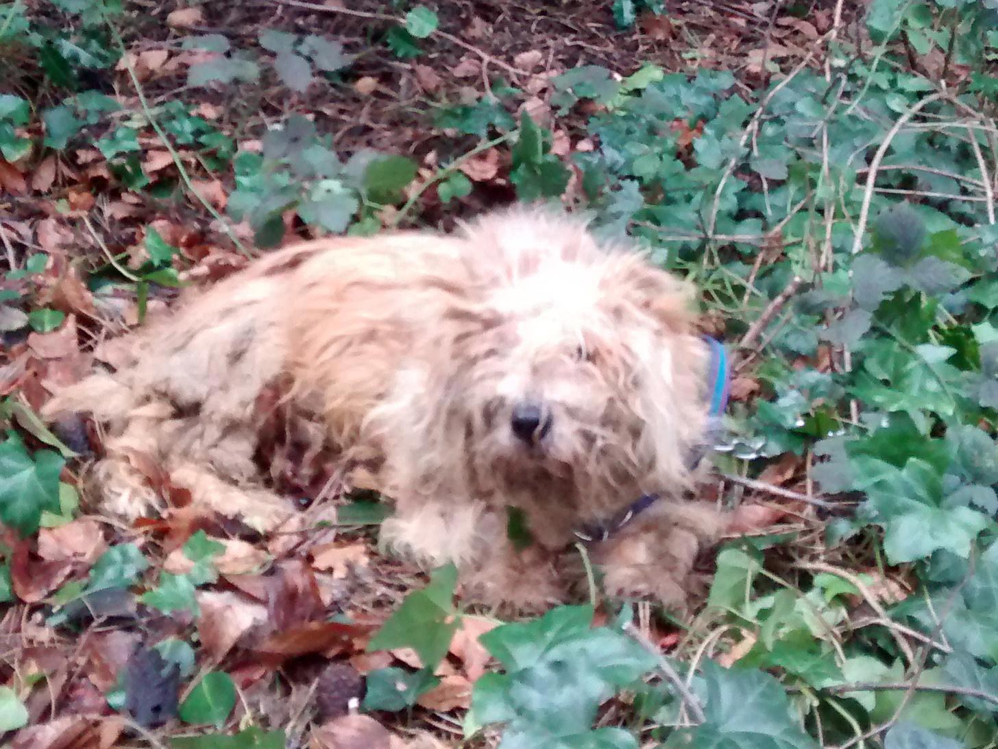 Elmo was found with overgrown claws and two broken legs