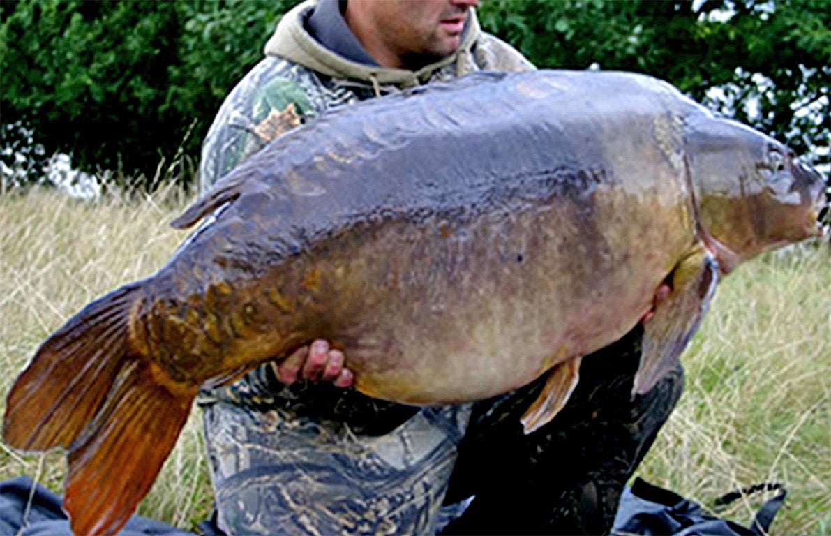 &#13;
Two Tone: the biggest freshwater fish of his day at 67lbs 14oz, this Kent-based carp – also called the ‘marriage breaker’ because of his power over anglers – died of old age in 2010 &#13;