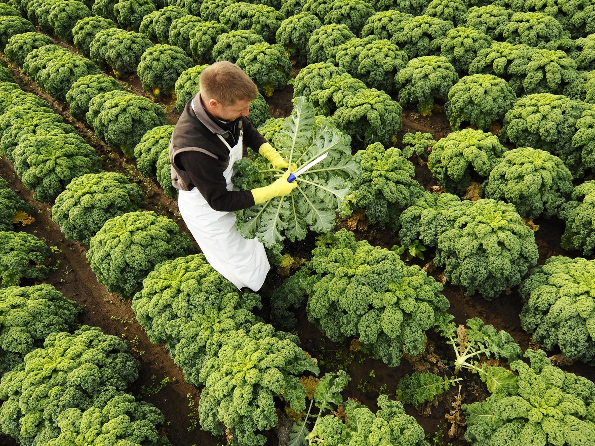 According to the FAO, 40 per cent of the food grown in the world today is feed for animals