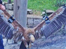 Vulture captured in Lebanon suspected of spying for Israel 