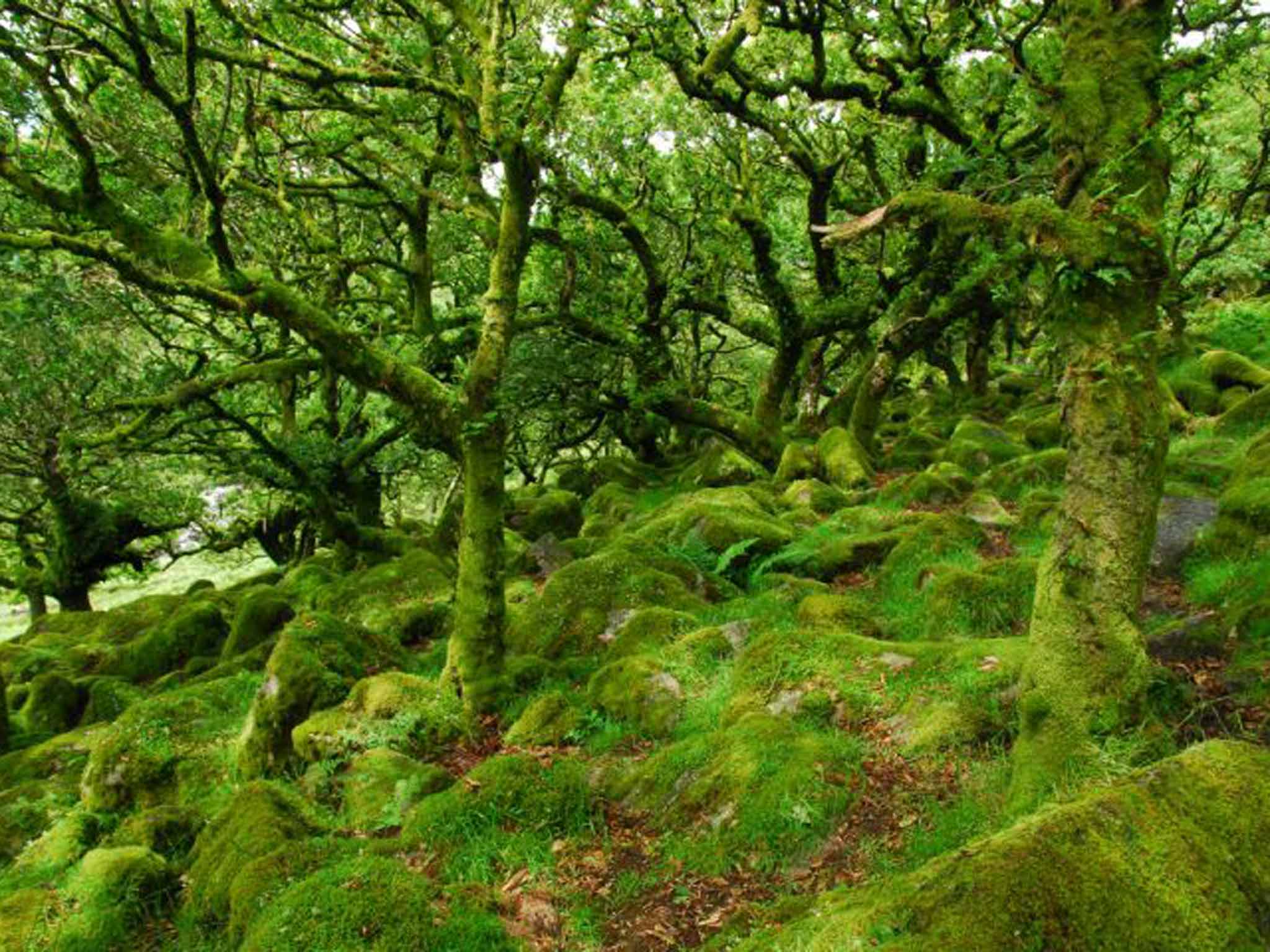 Wistman's Wood