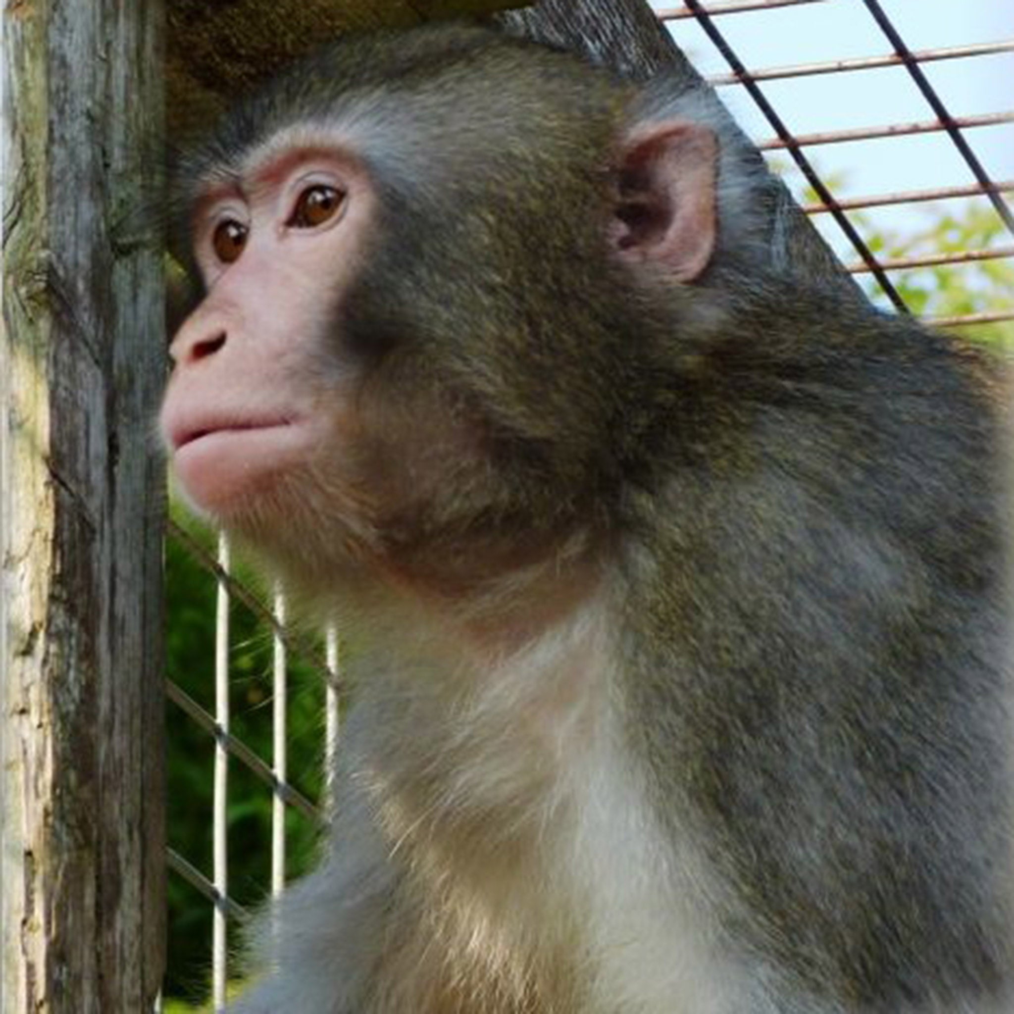 The sanctuary has just agreed to take in two older male macaques and staff hope to introduce Darwin into their enclosure.