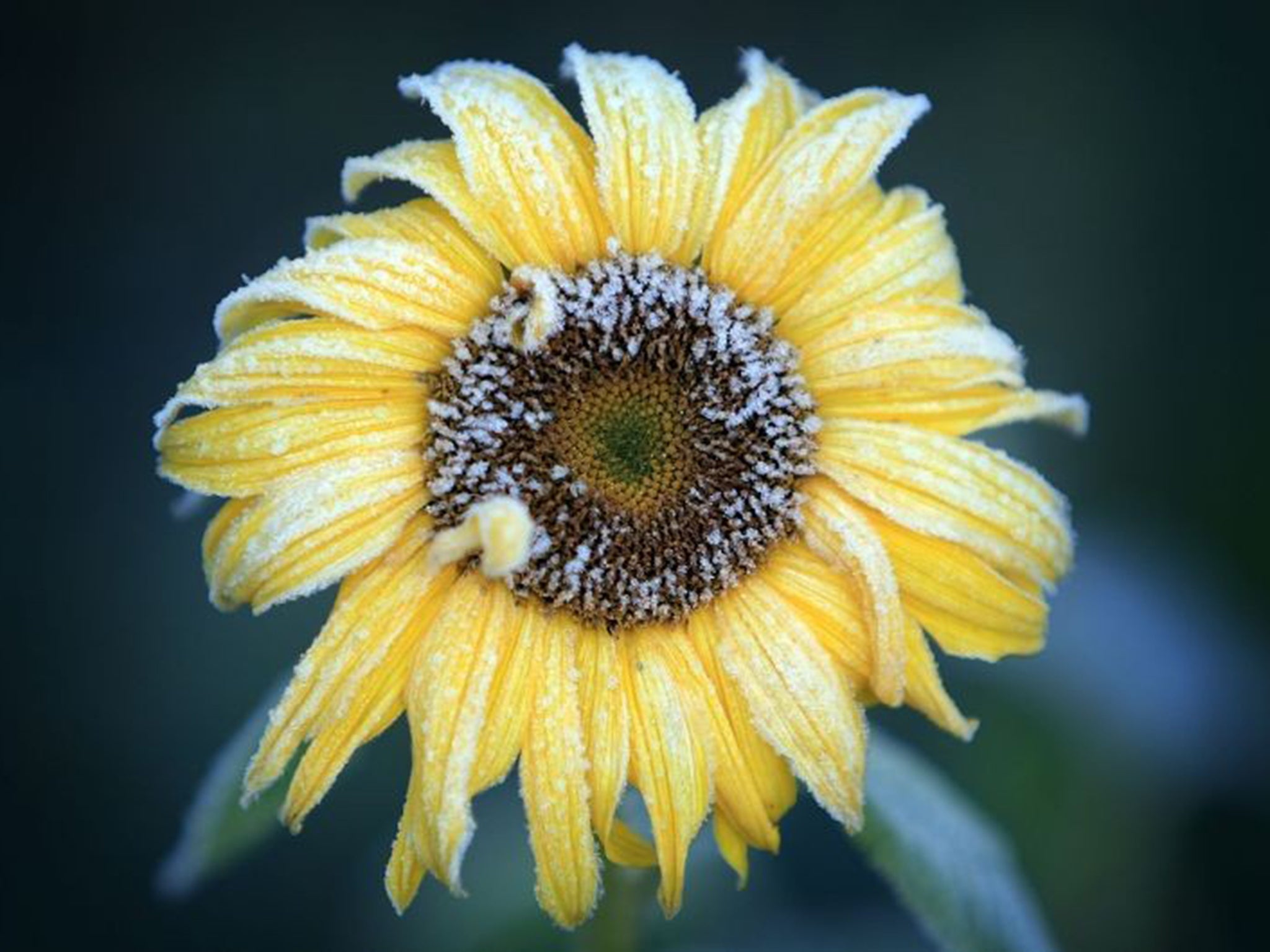 A late blooming sunflower; exotic fruit such as grapes, apricots and peaches are now being grown in this country