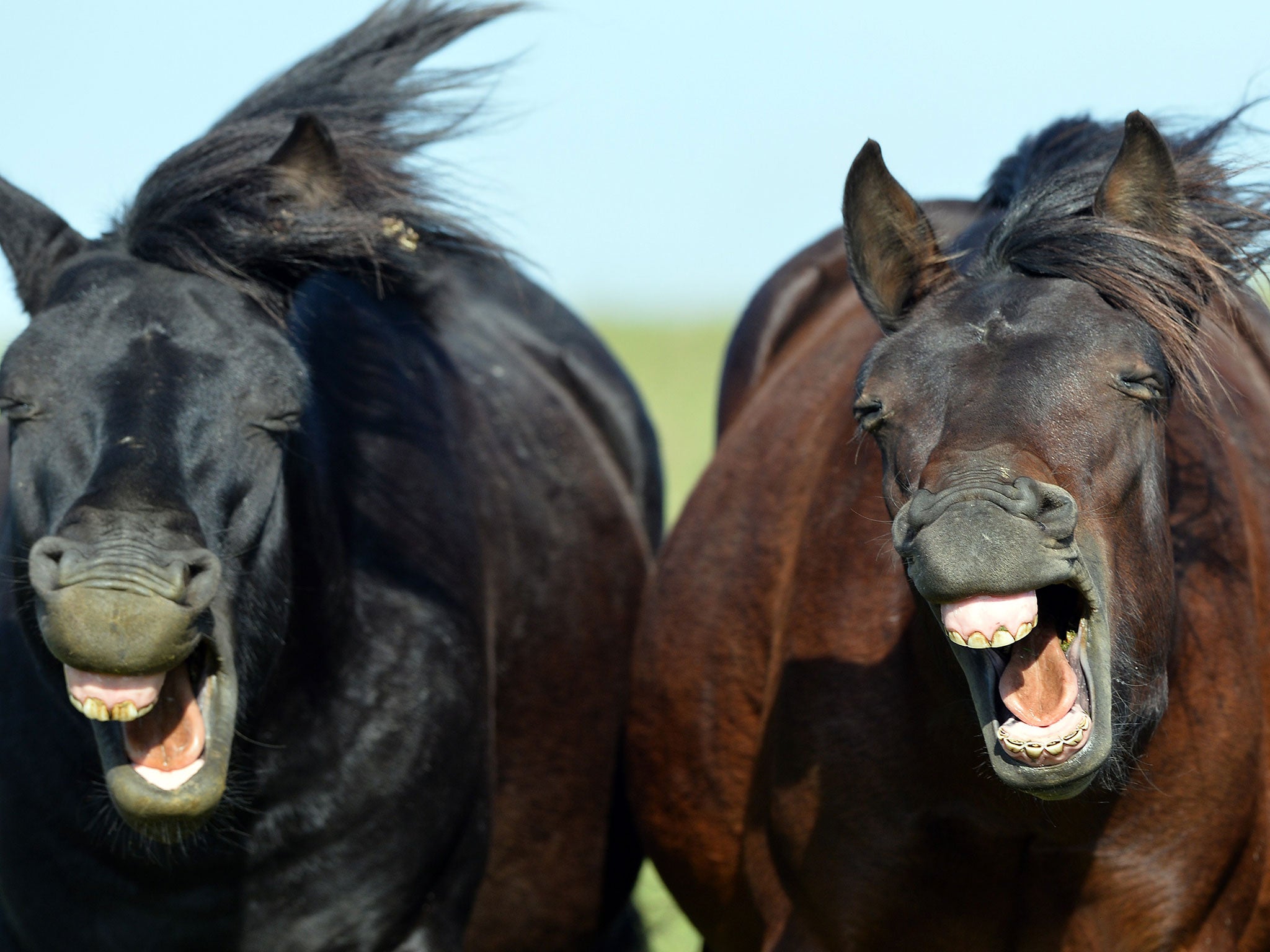 Nicola Mitchell claims her family taught the horse to stick out its tongue