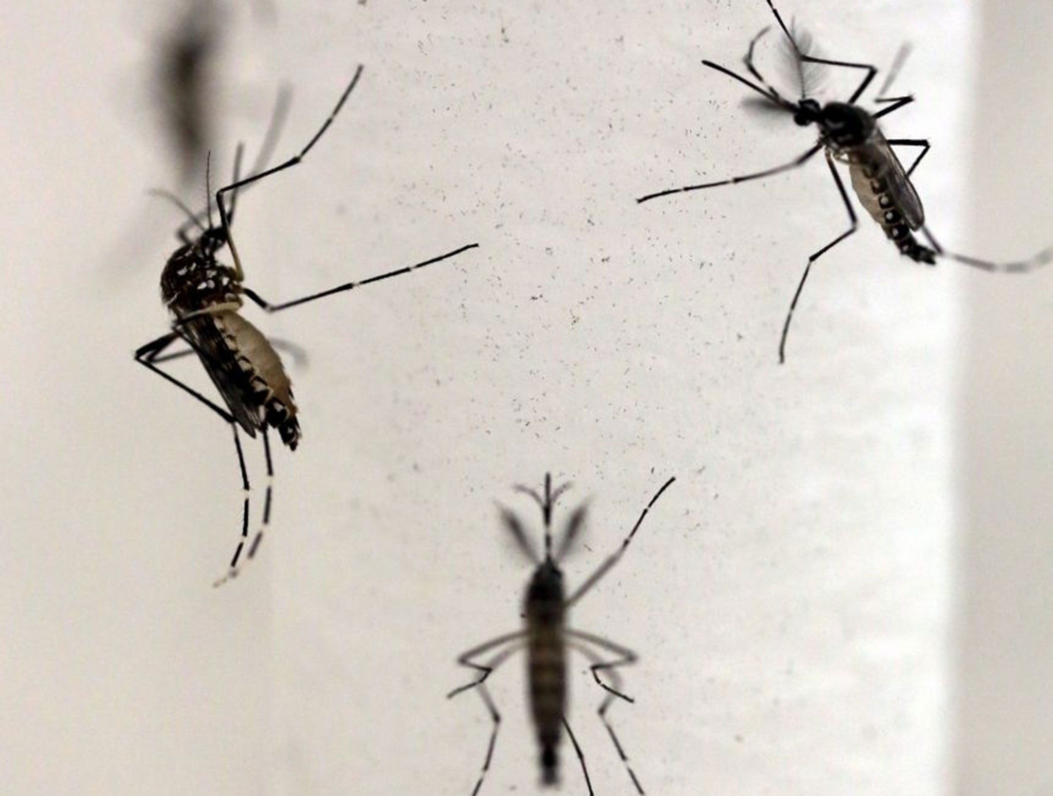 Aedes aegypti mosquitoes are seen inside Oxitec laboratory in Campinas, Brazil