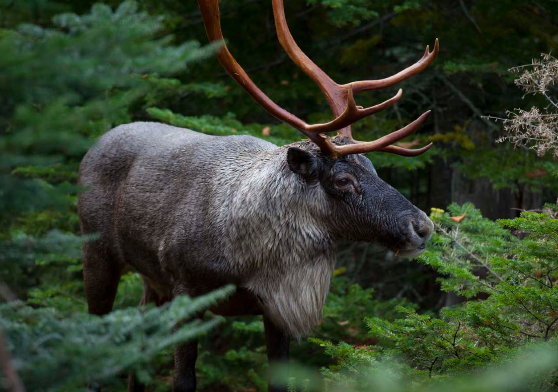 Woodland Caribou Provincial Park