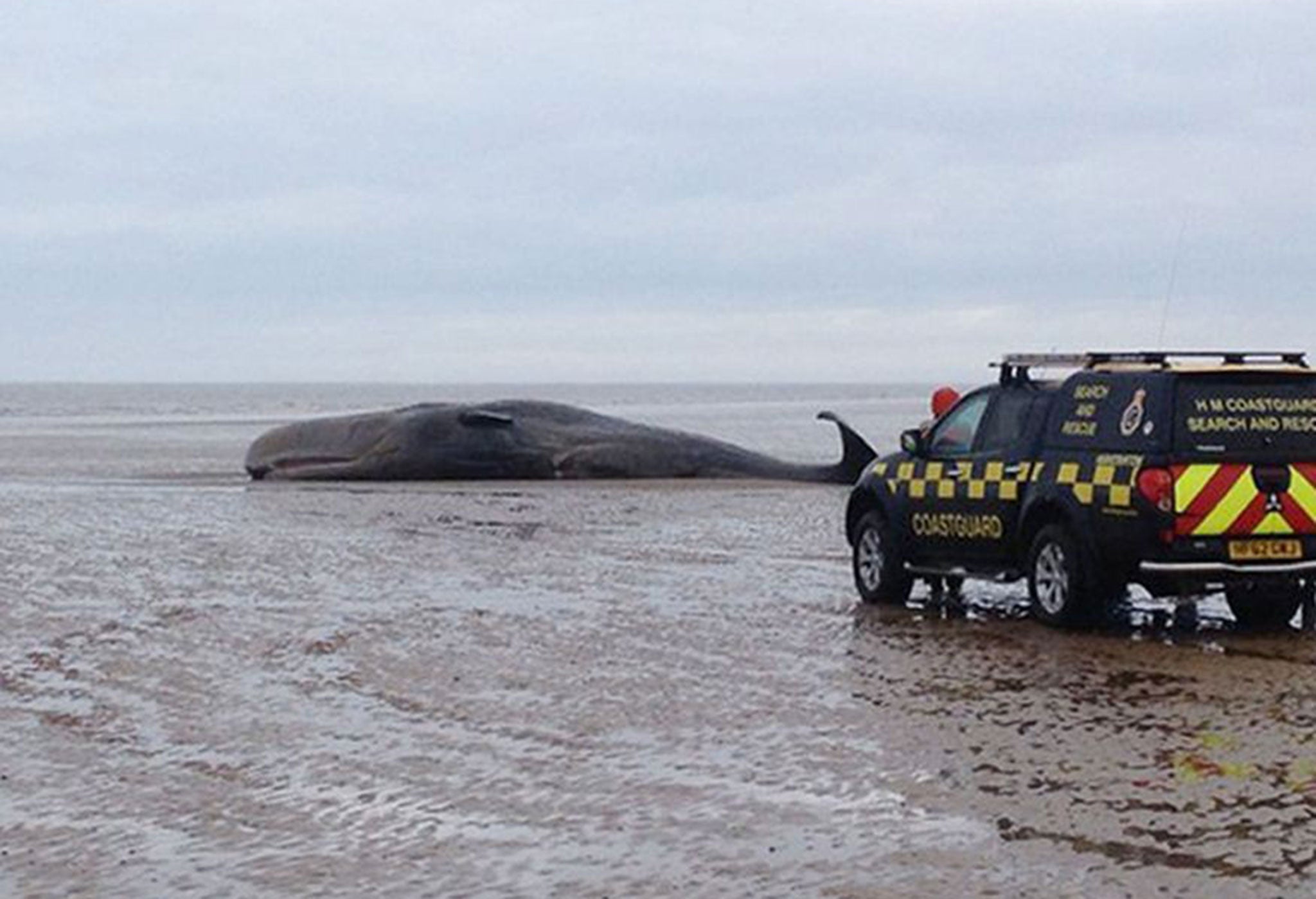 The whale was alive when it became stranded on the beach in Hunstanton, Norfolk, on 4 February