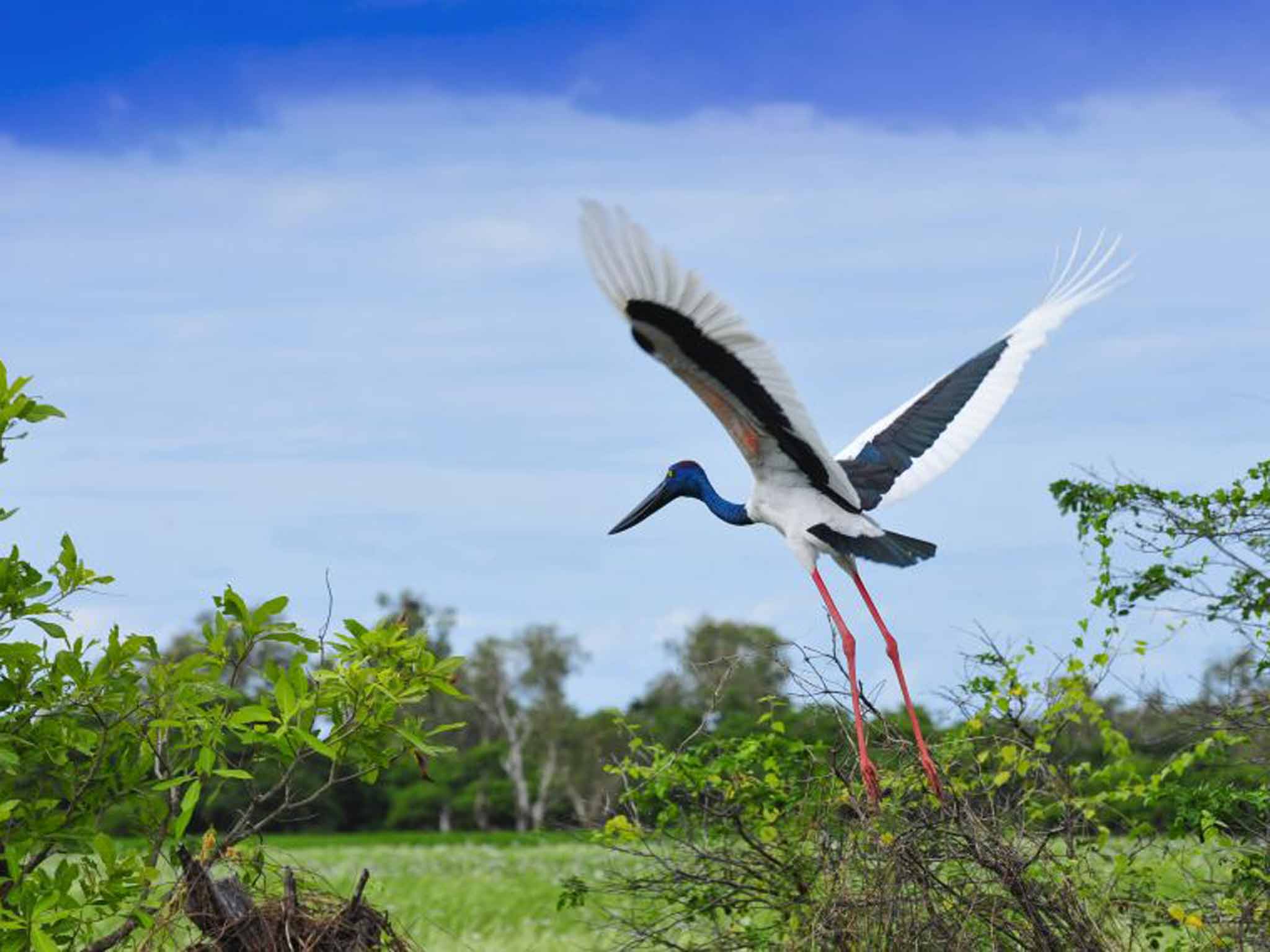 &#13;
Jabiru bird&#13;