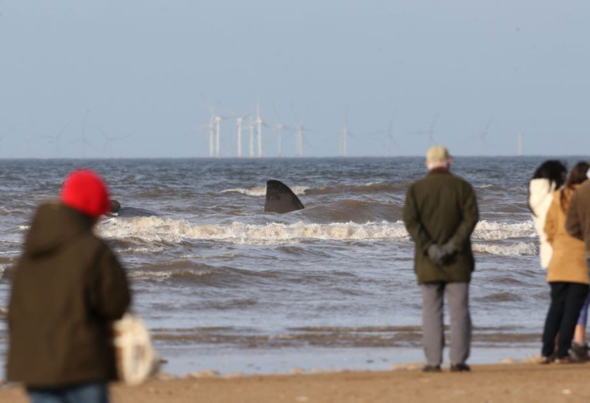 A sperm whale, which washed up on Hunstanton beach in Norfolk, is covered by water as the tide comes in.