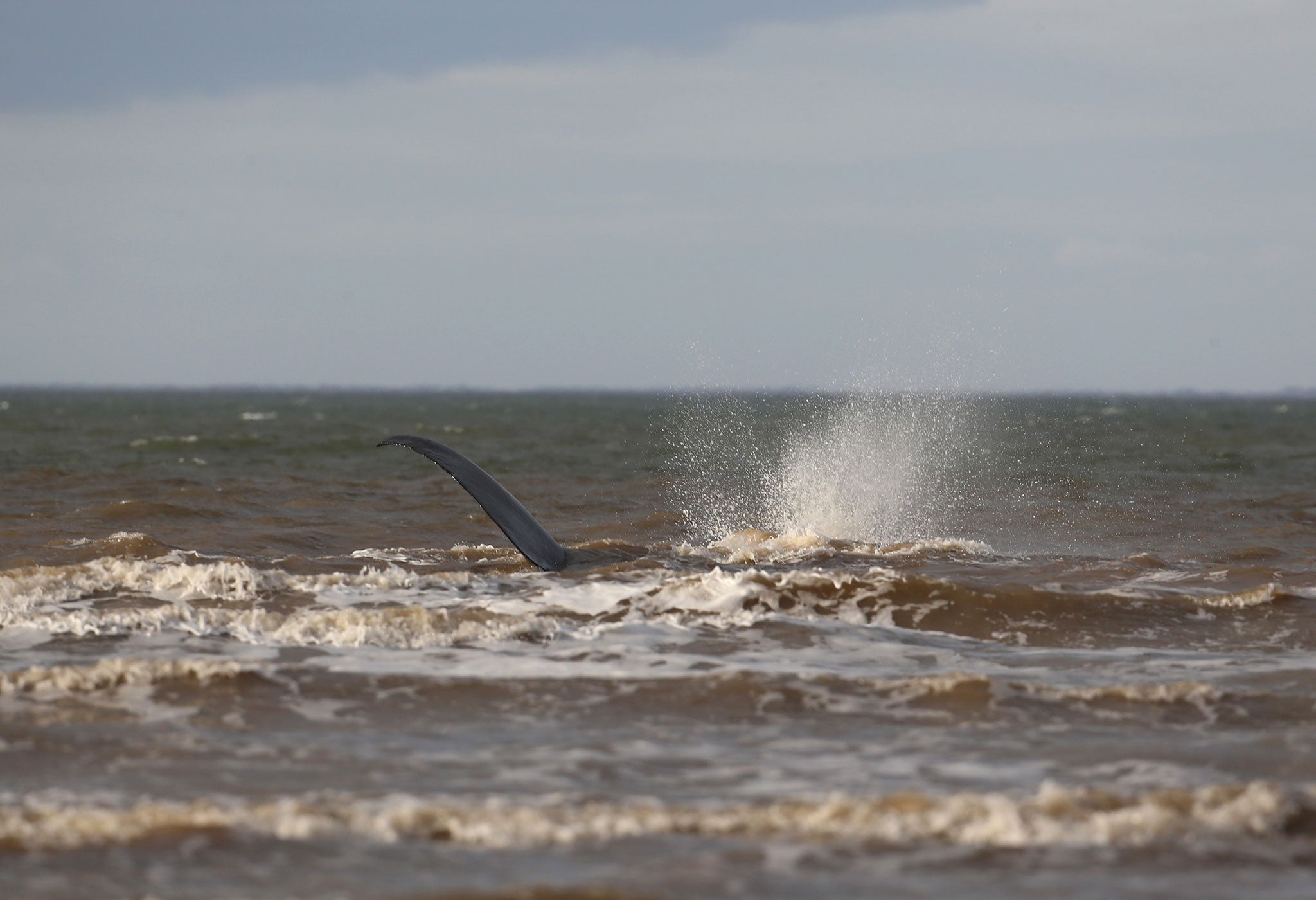 A sperm whale, which washed up on Hunstanton beach in Norfolk, is covered by water as the tide comes in