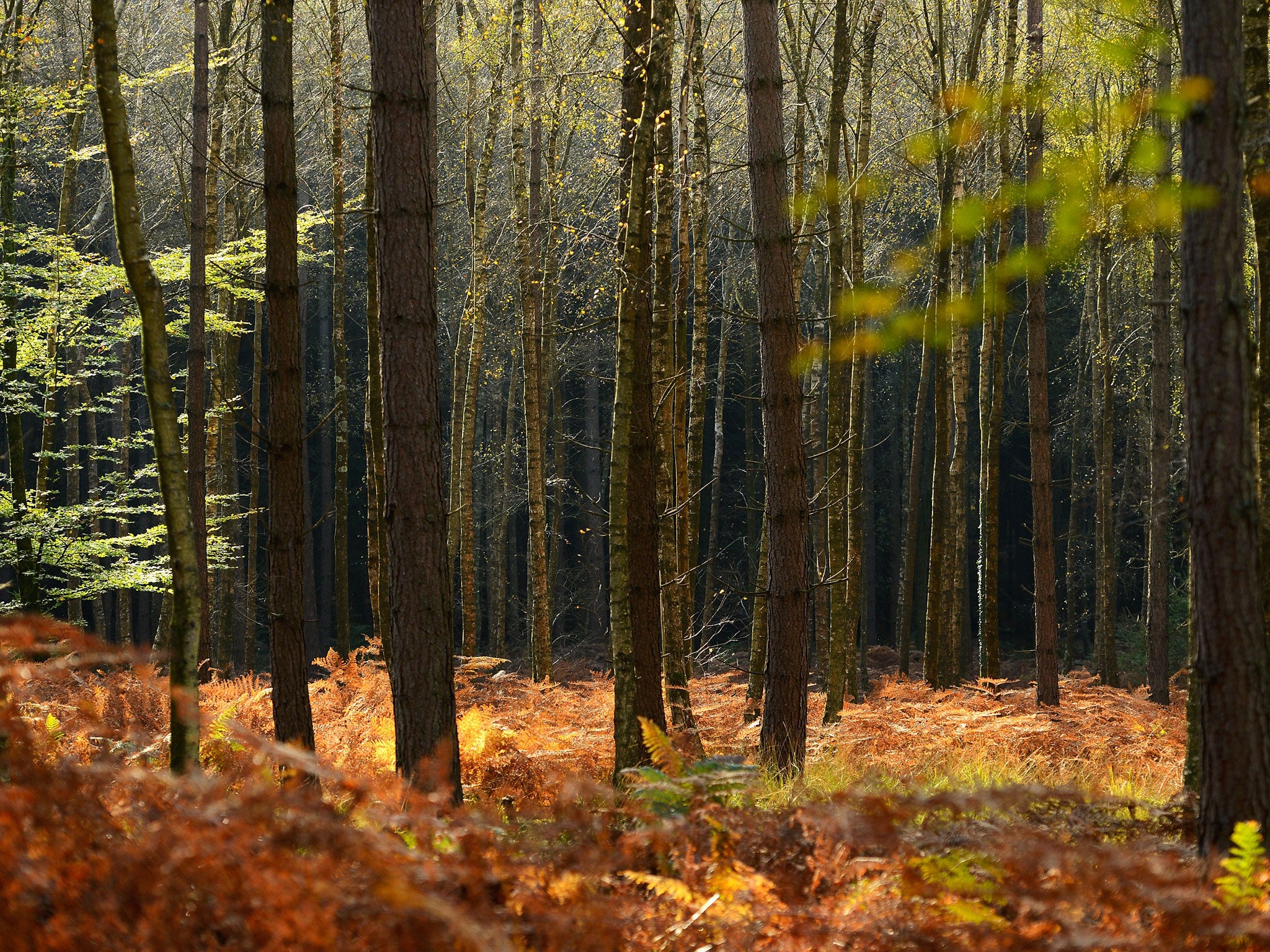 The New Forest in Hampshire provides more than 200 square miles of woodlands in which to wander