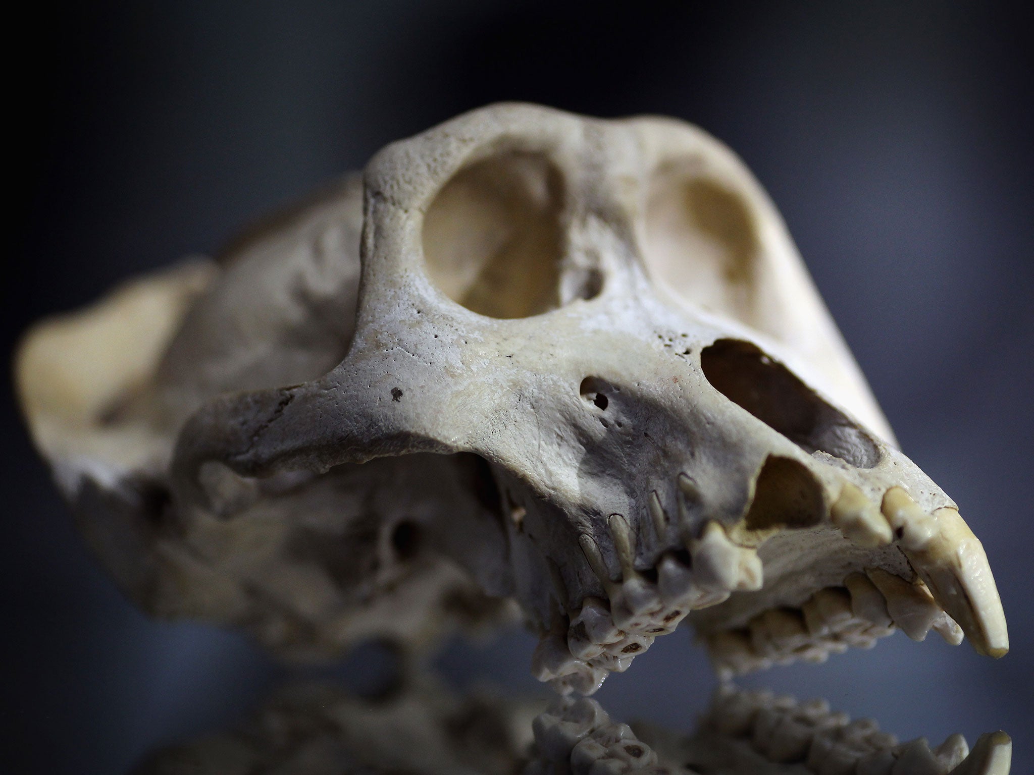 File photo of a Mountain Gorilla skull