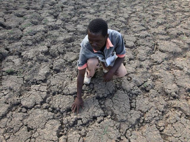 A farmer in Zimbabwe examines a field where crops once grew