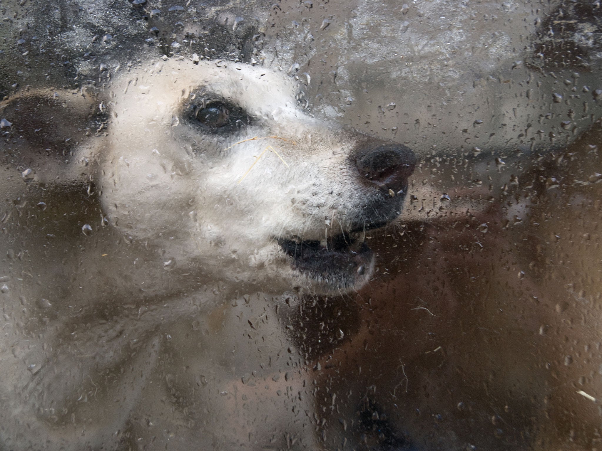 An IQ test has been developed for dogs, with scientists claiming that it could provide a breakthrough in the link between intelligence and health