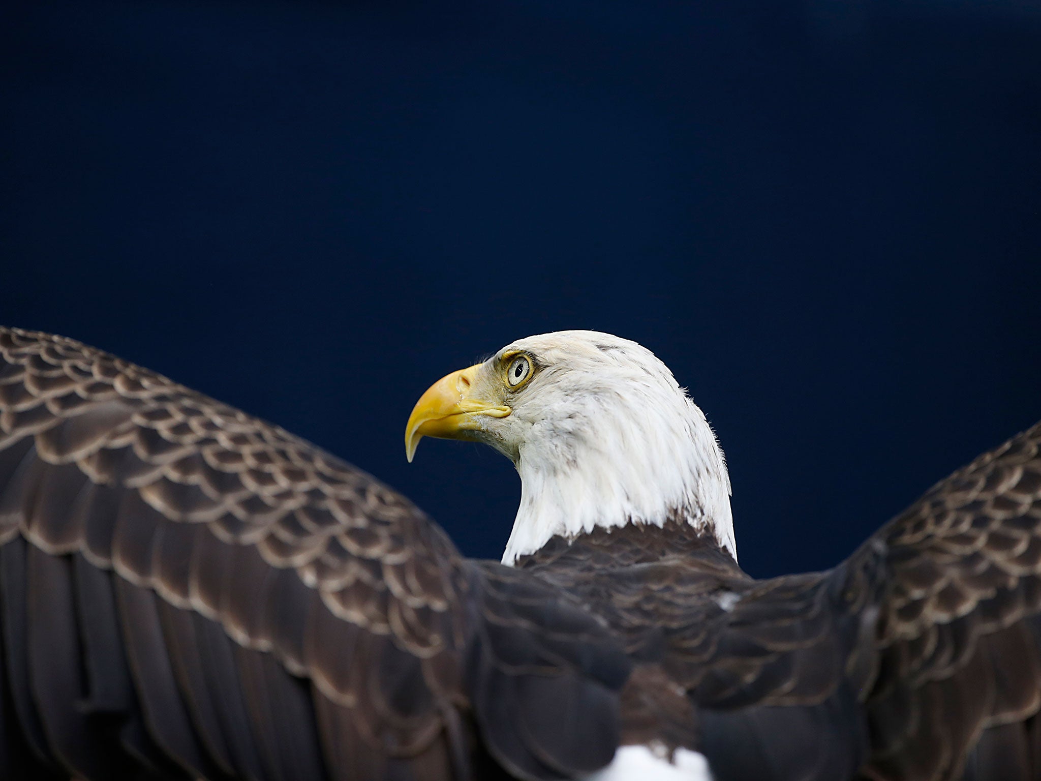 An American Bald Eagle