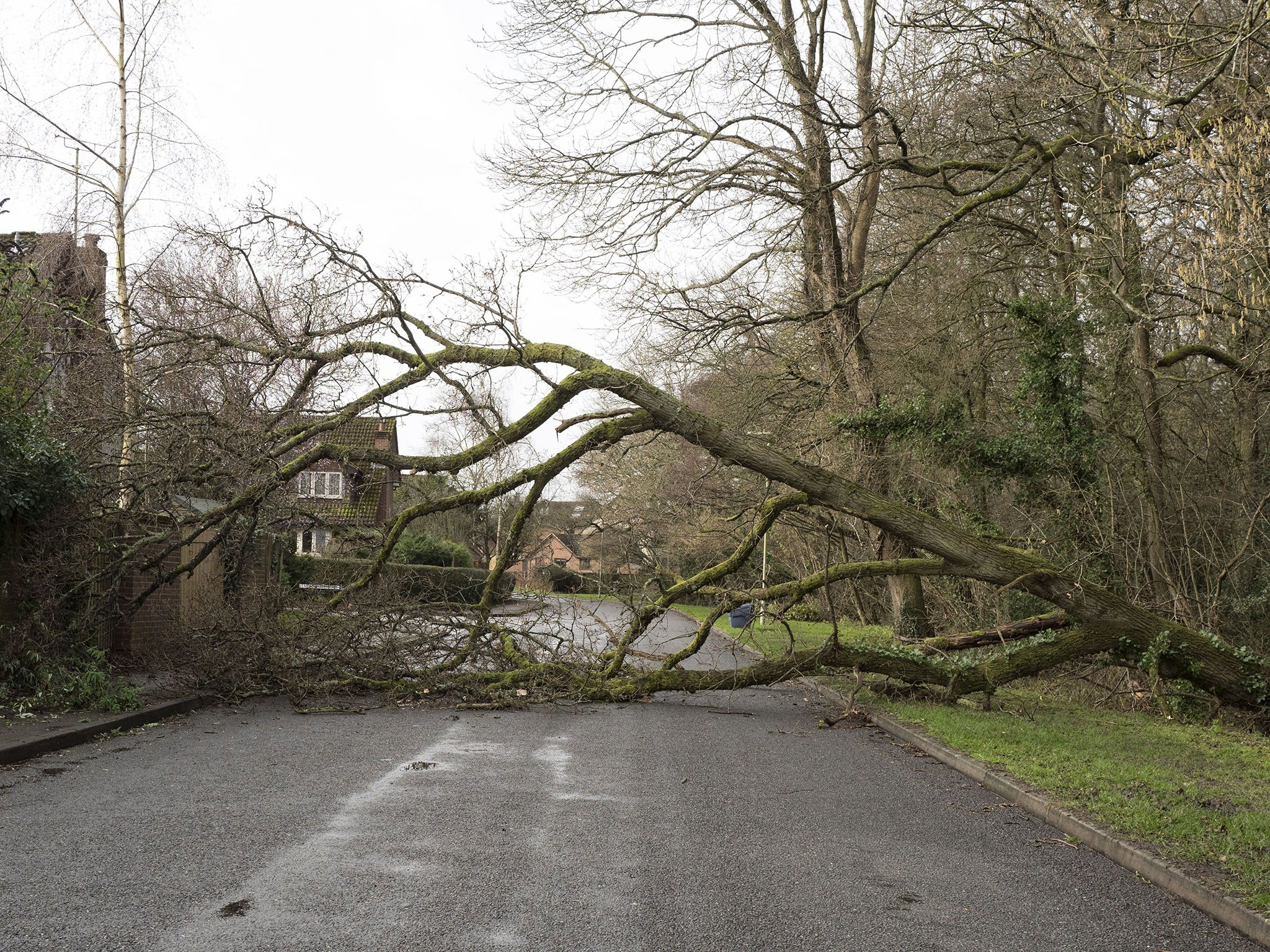 &#13;
Fallen sixty foot oak tree blocks a road in the Hampshire village of Hook &#13;