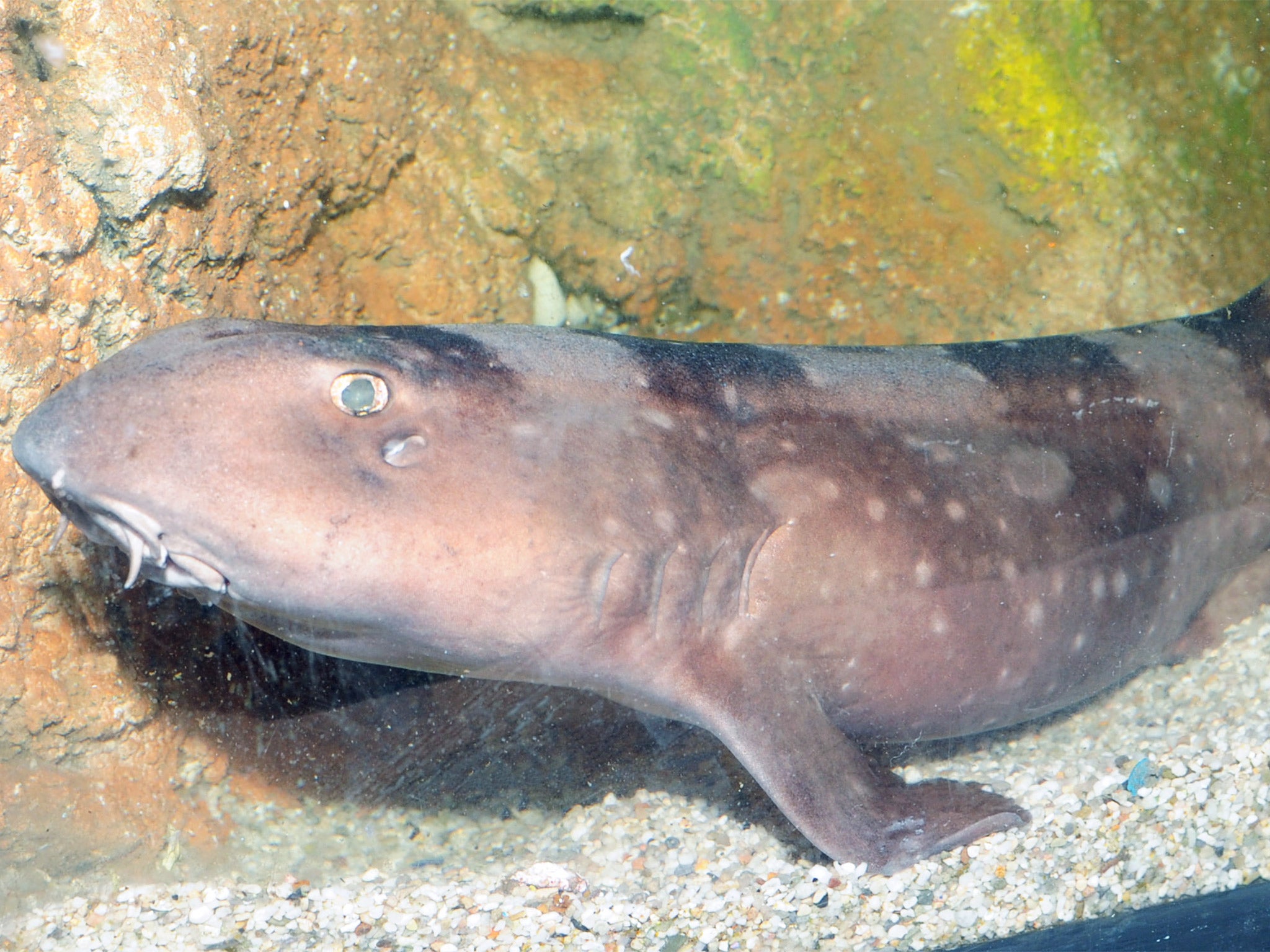 The female white spotted bamboo shark at Yarmouth Sea Life Centre. The shark has produced two fertile eggs which are due to hatch in nine months time.