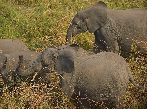 An elephant family walks through elephant grass on February 7, 2016 at the Garamba National Park in north-eastern Democratic Republic of Congo