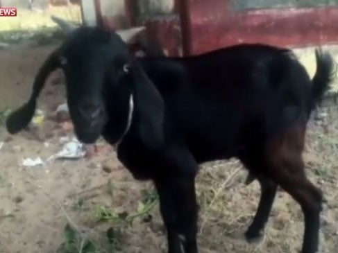 Babli the goat, who has been arrested in India for trespassing on a judge's lawn