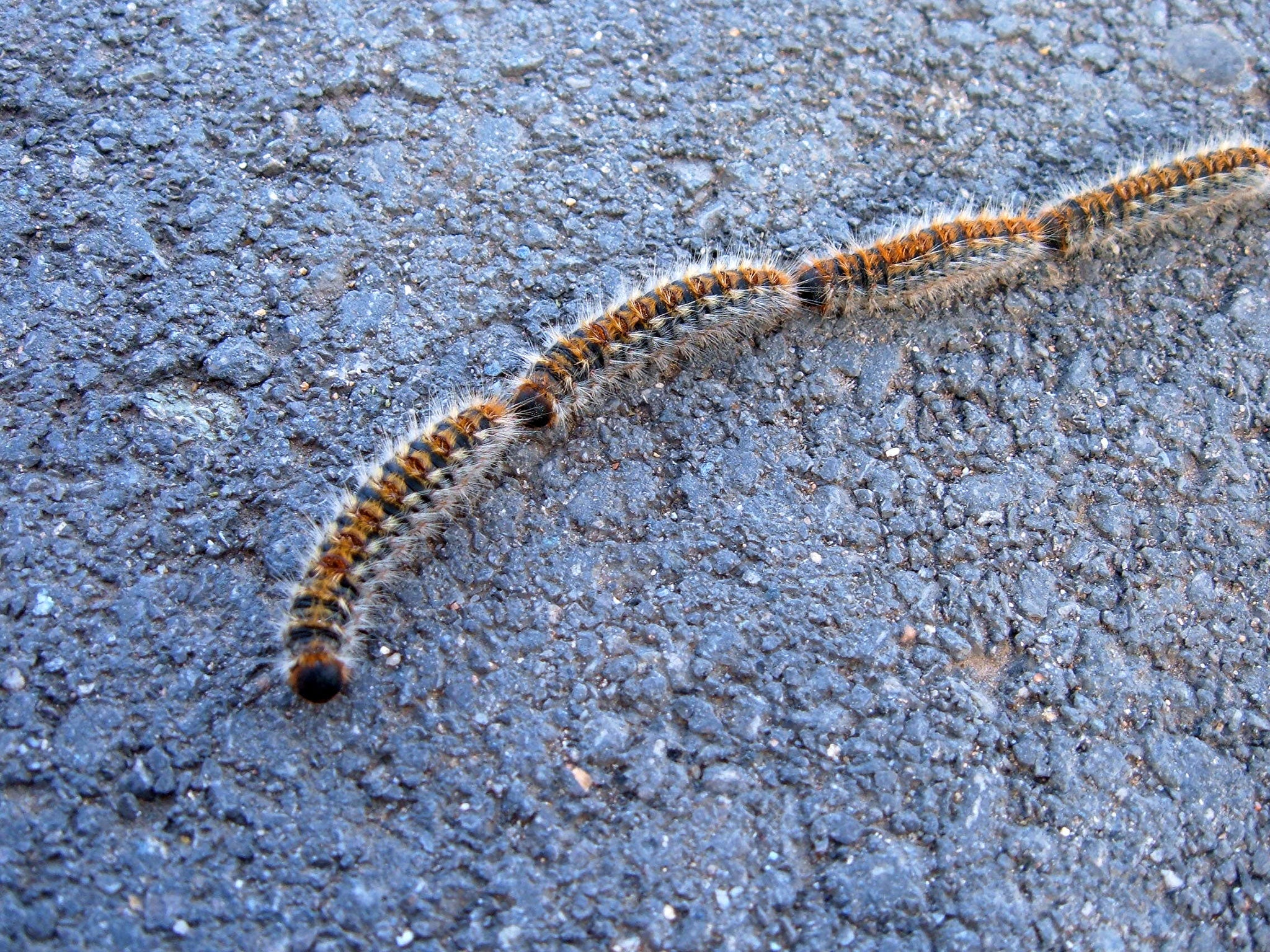 The inch-long caterpillar is a common sight but could be poisonous if it is ingested