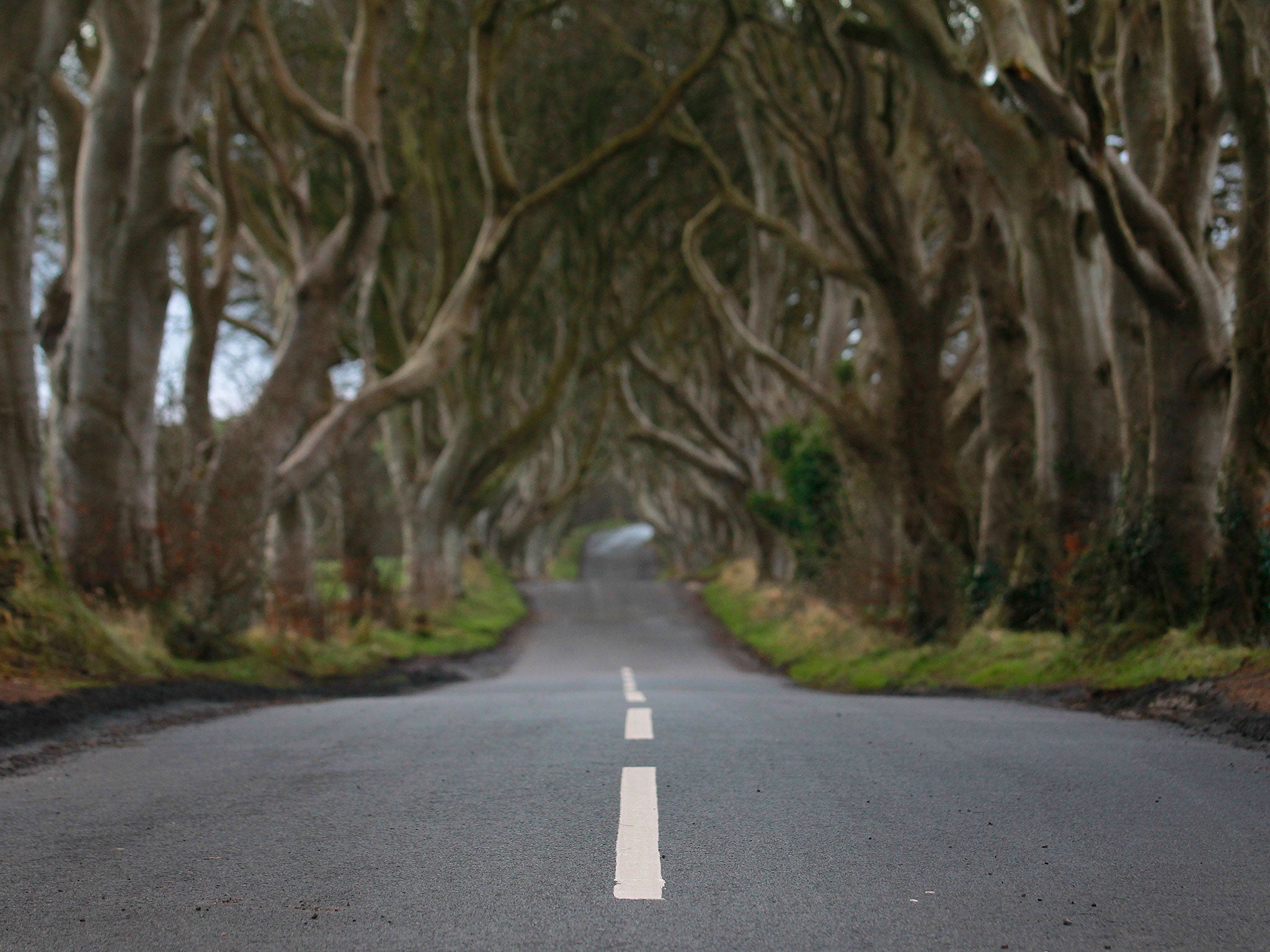 Workers mistakenly painted road safety markings down the middle of the Dark Hedges, Armoy, Northern Ireland