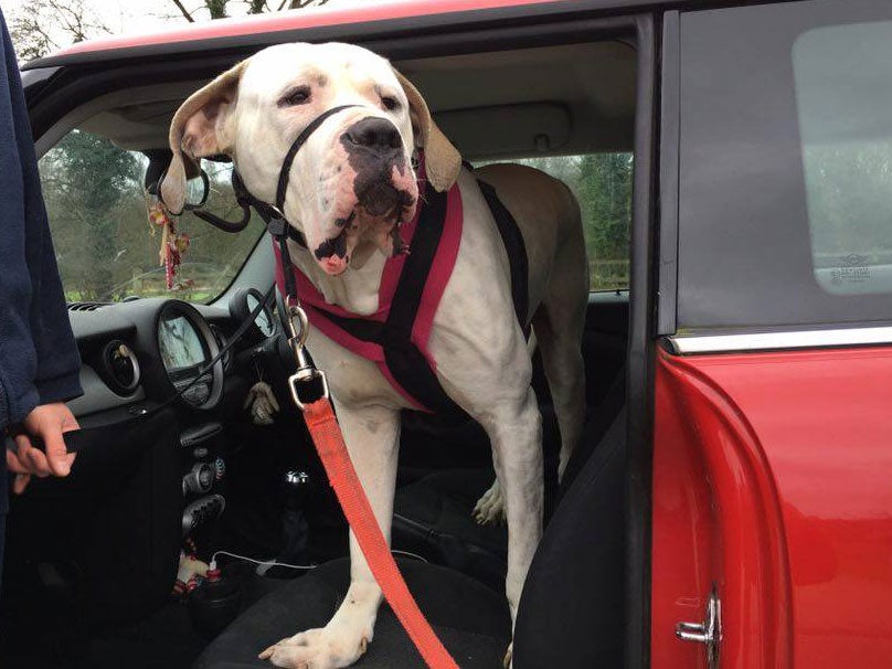 The three-year-old-hound came to the centre as part of a cruelty case RSPCA/ Facebook