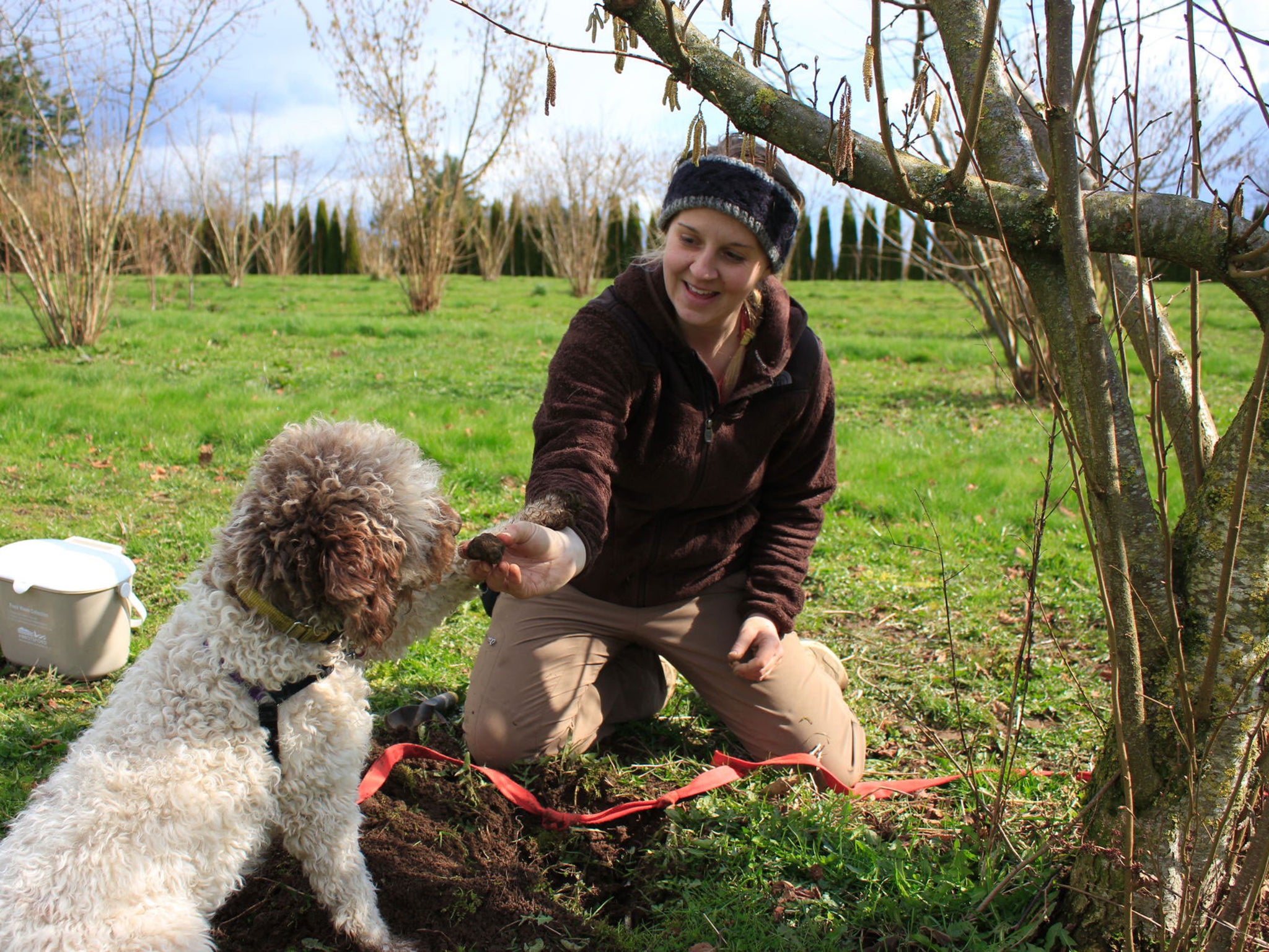 The sixth annual Napa Truffle Festival included demos of how dogs will sniff out the fruit