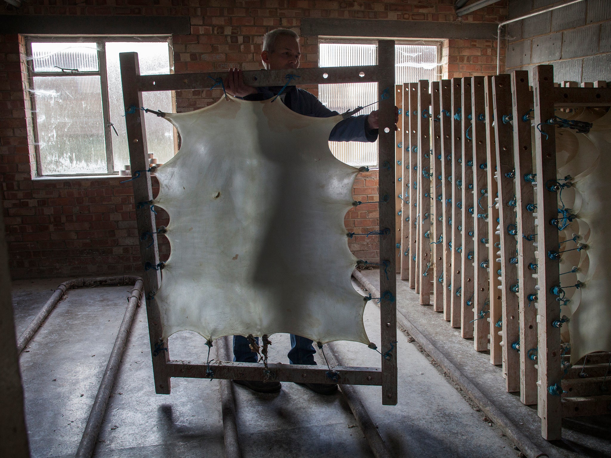 Paul Wright, general Manager at William Cowley, Velum and parchment makers in Newport Pagnall, works on stretched calf skins to create Velum.