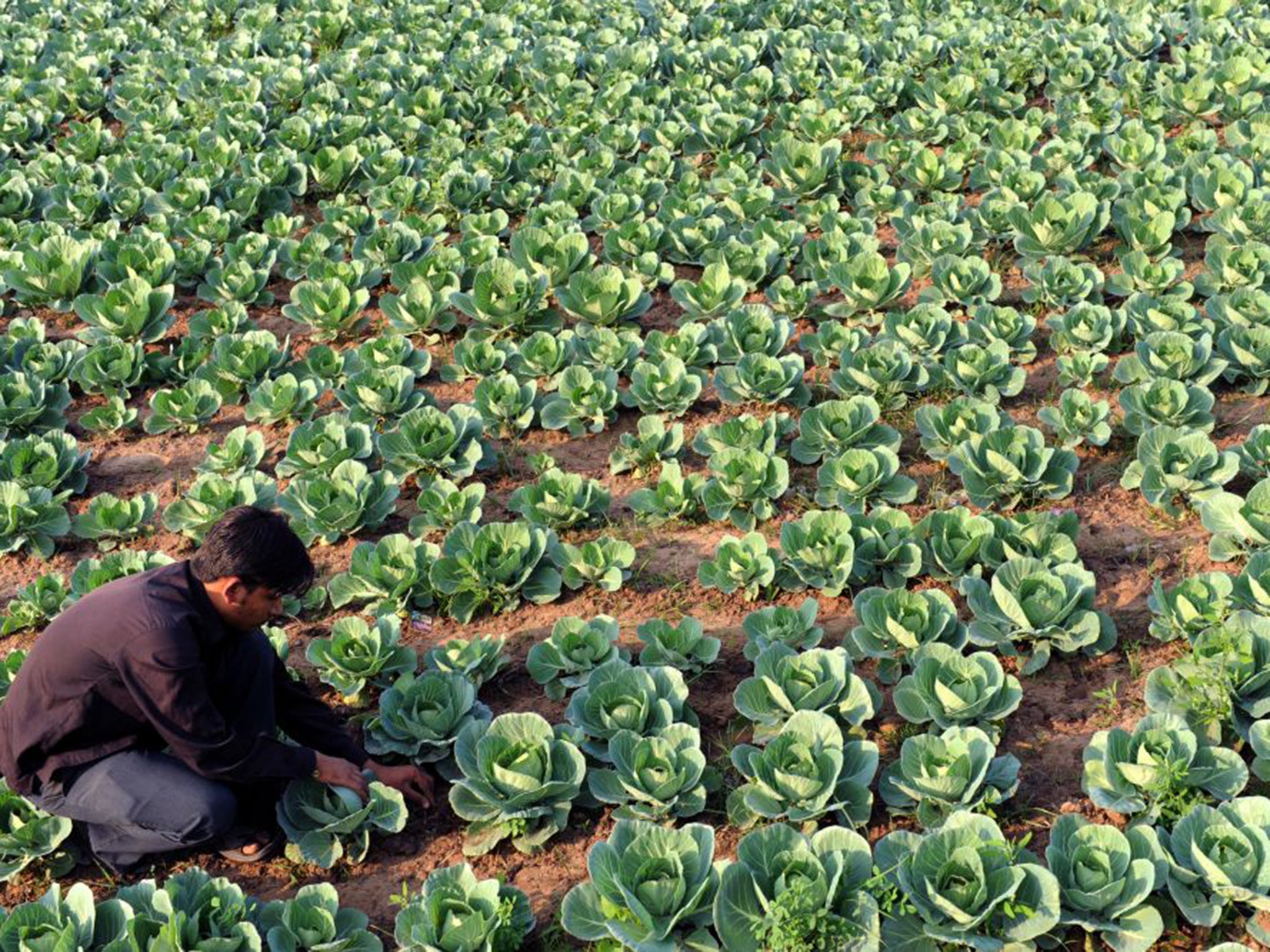 Organic techniques are even more effective in developing countries, where most farmers cannot afford to buy much artificial fertiliser or pesticide