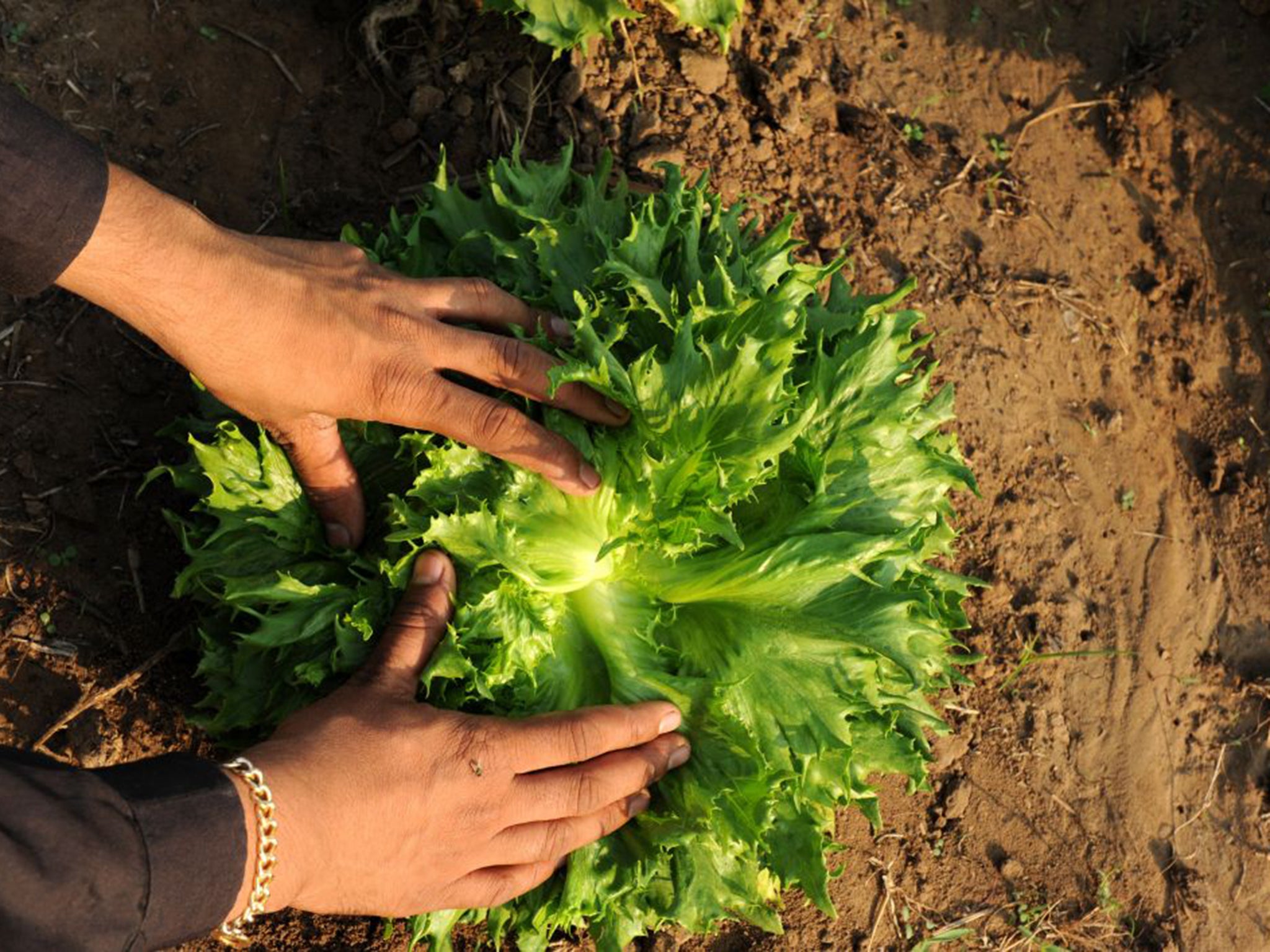 The study found that organic crop yields were better than previously thought