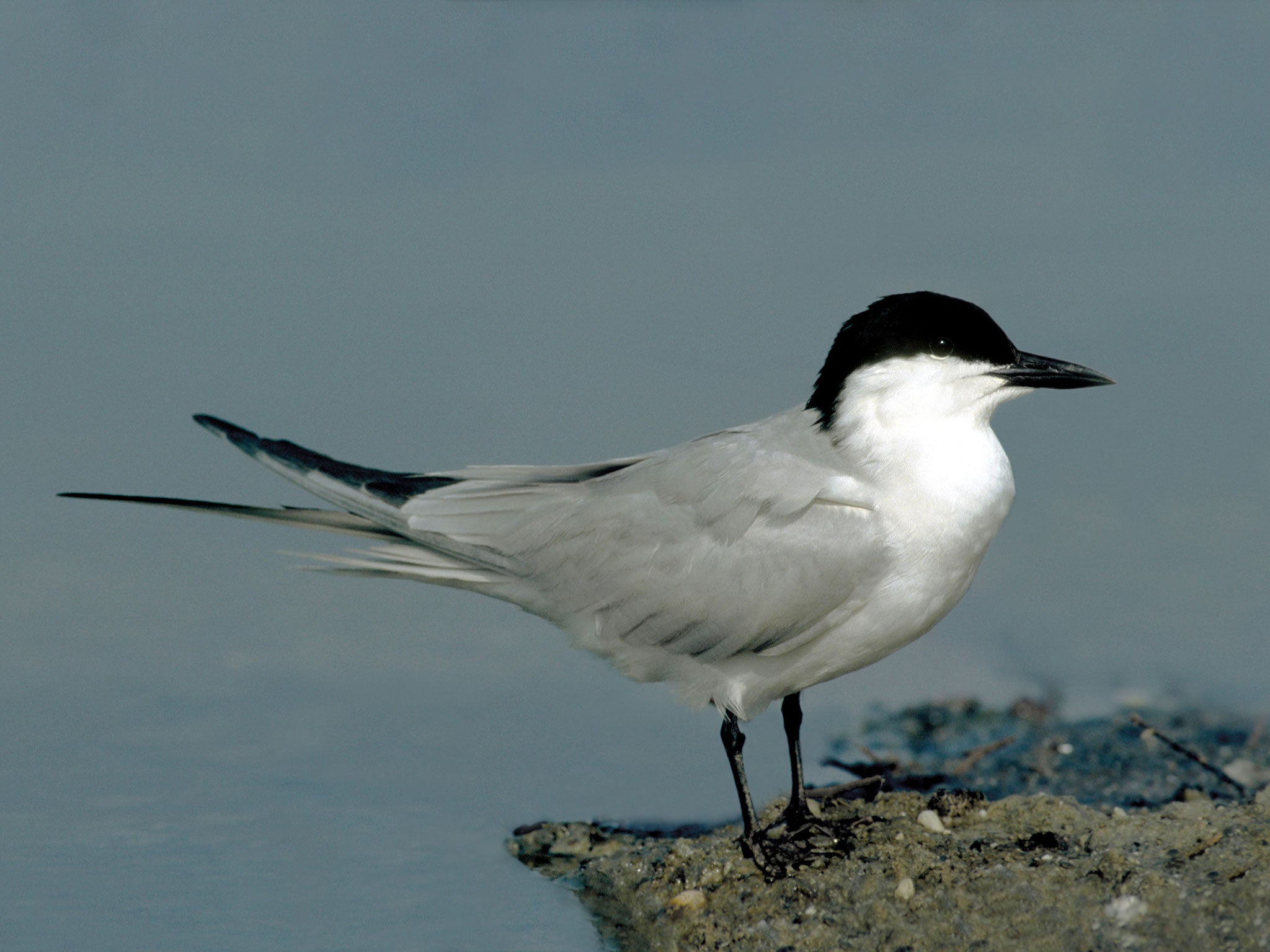 One of the estuary’s gull-billed terns