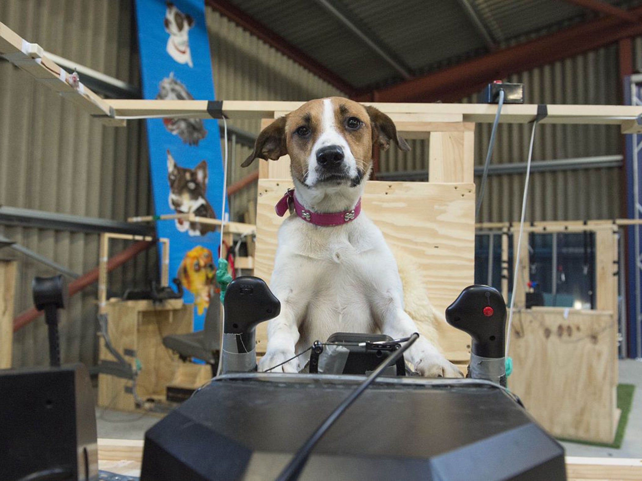 Spot is a two-year-old terrier-beagle cross who was originally a stray. Confident and eager to play