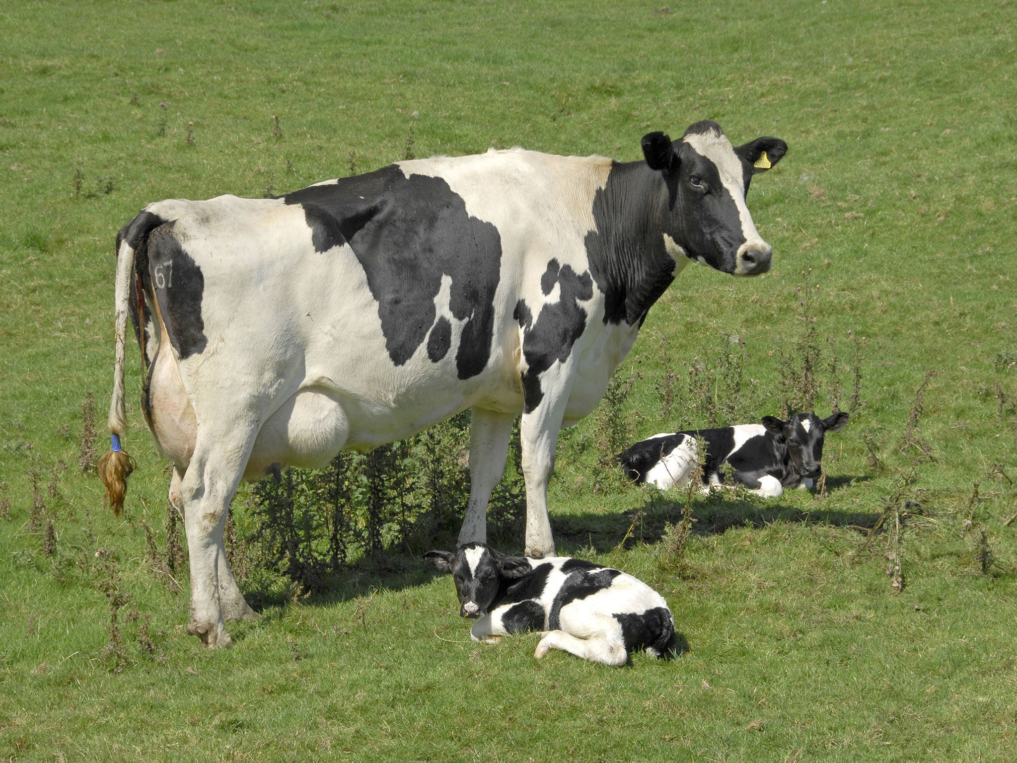 The greater use of grazing, with animals eating a more natural grass-based diet, is a key reason for the differences