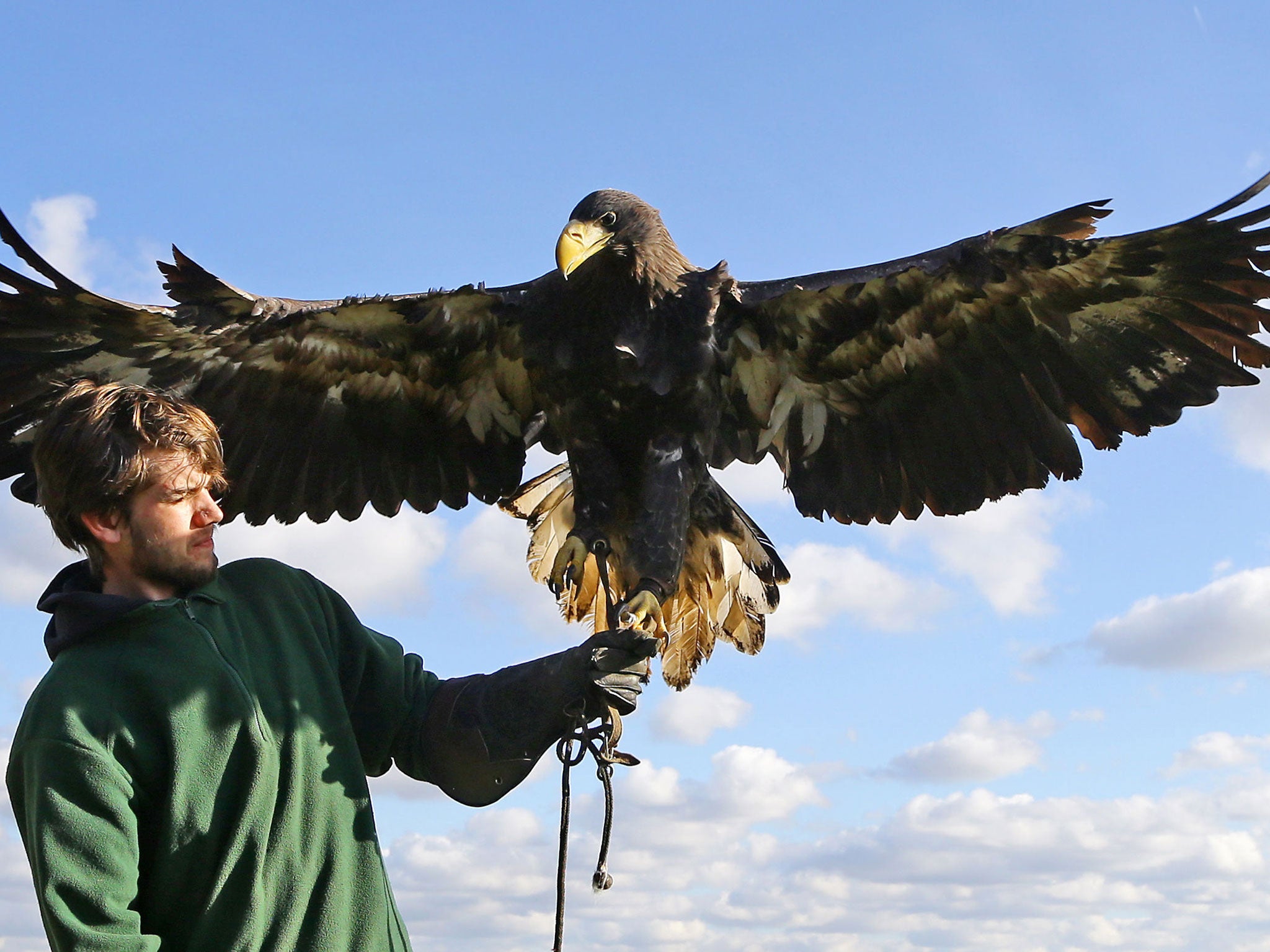 Rex is about 18 months old, fully grown, and has a bright yellow beak