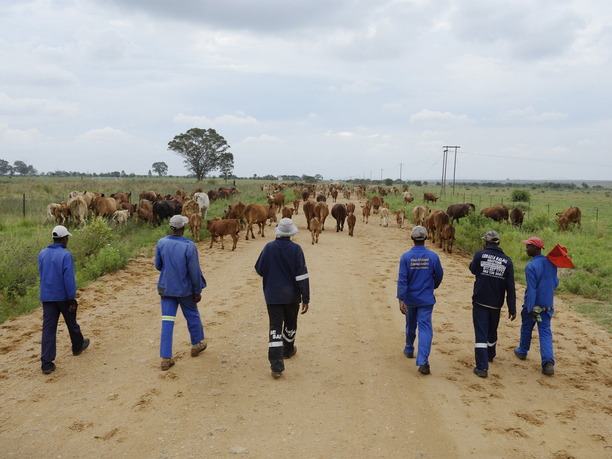 Farmers herd cows in the South African city of Parys