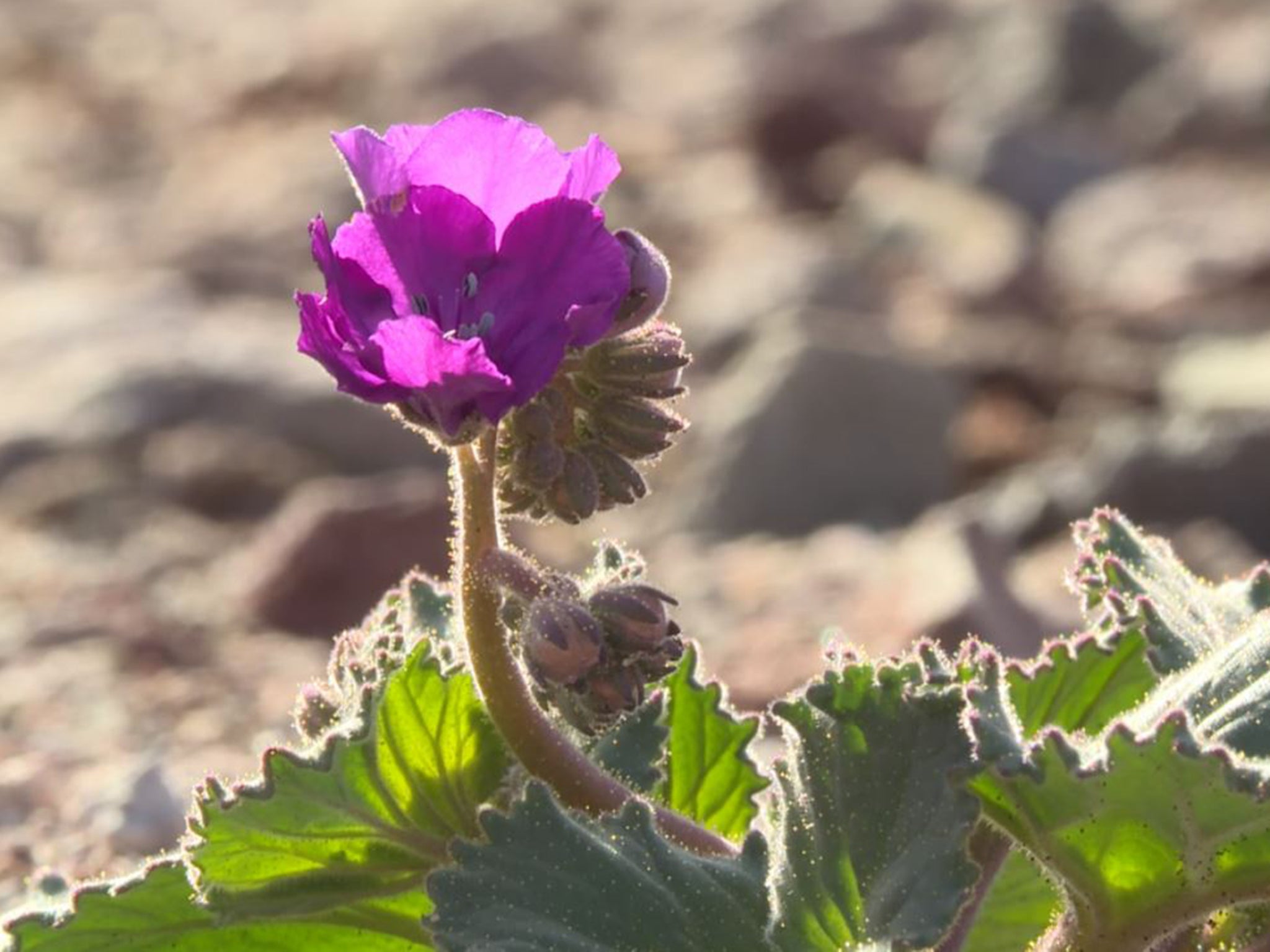 Death Valley Natural History Association/National Park Service